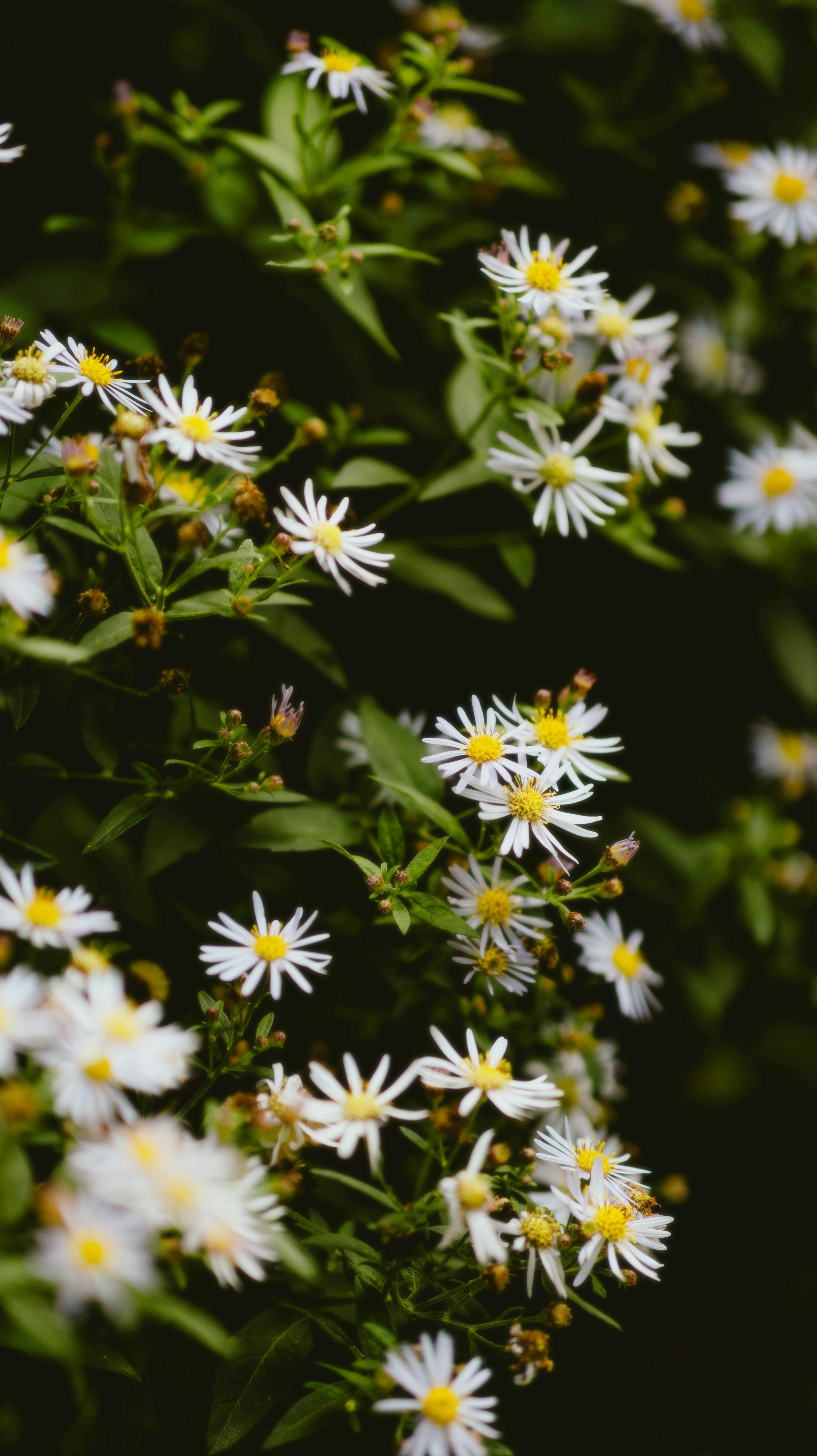 Fiori freschi per ogni evento
