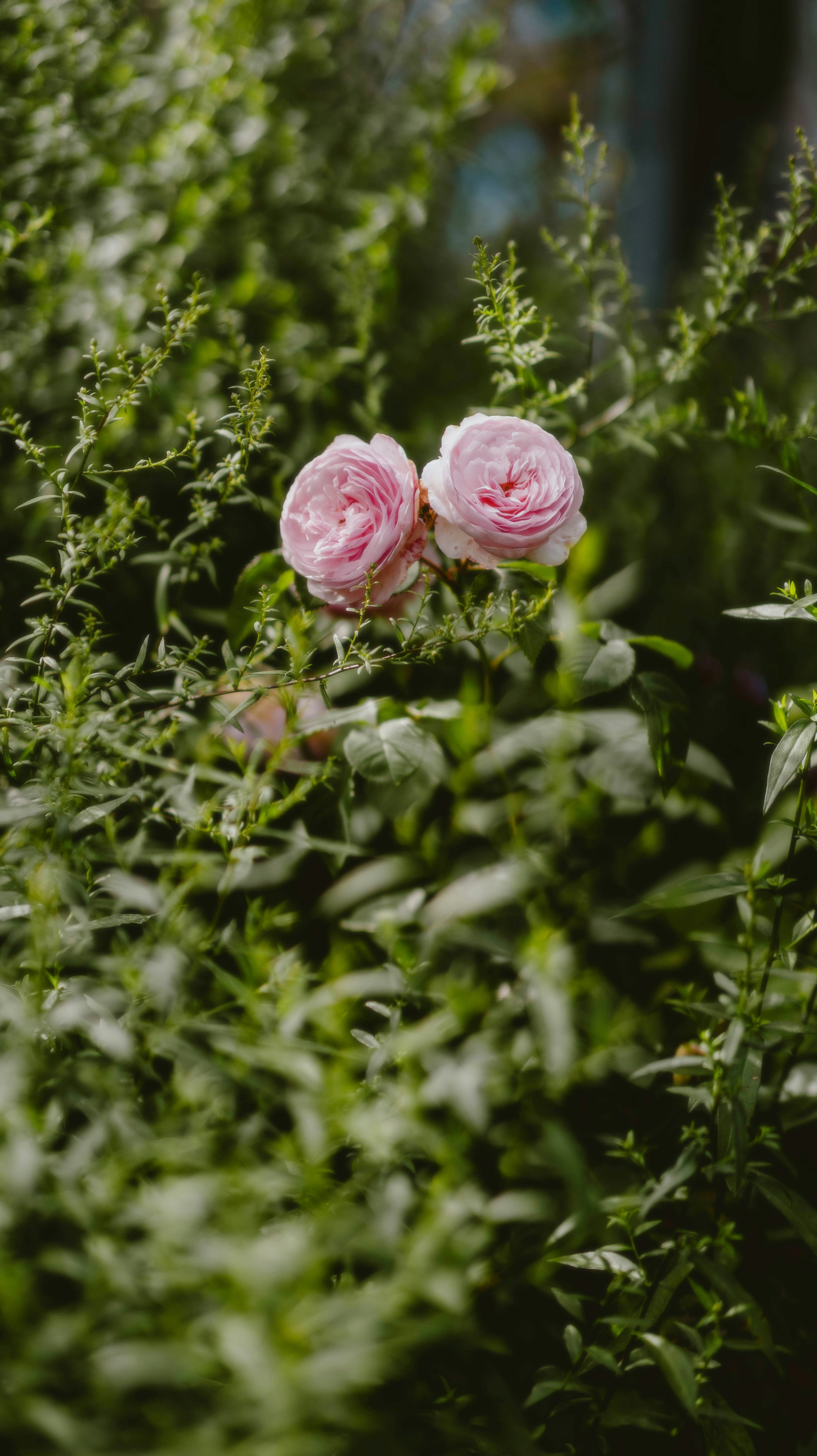 woman wearing yellow long-sleeved dress under white clouds and blue sky during daytime