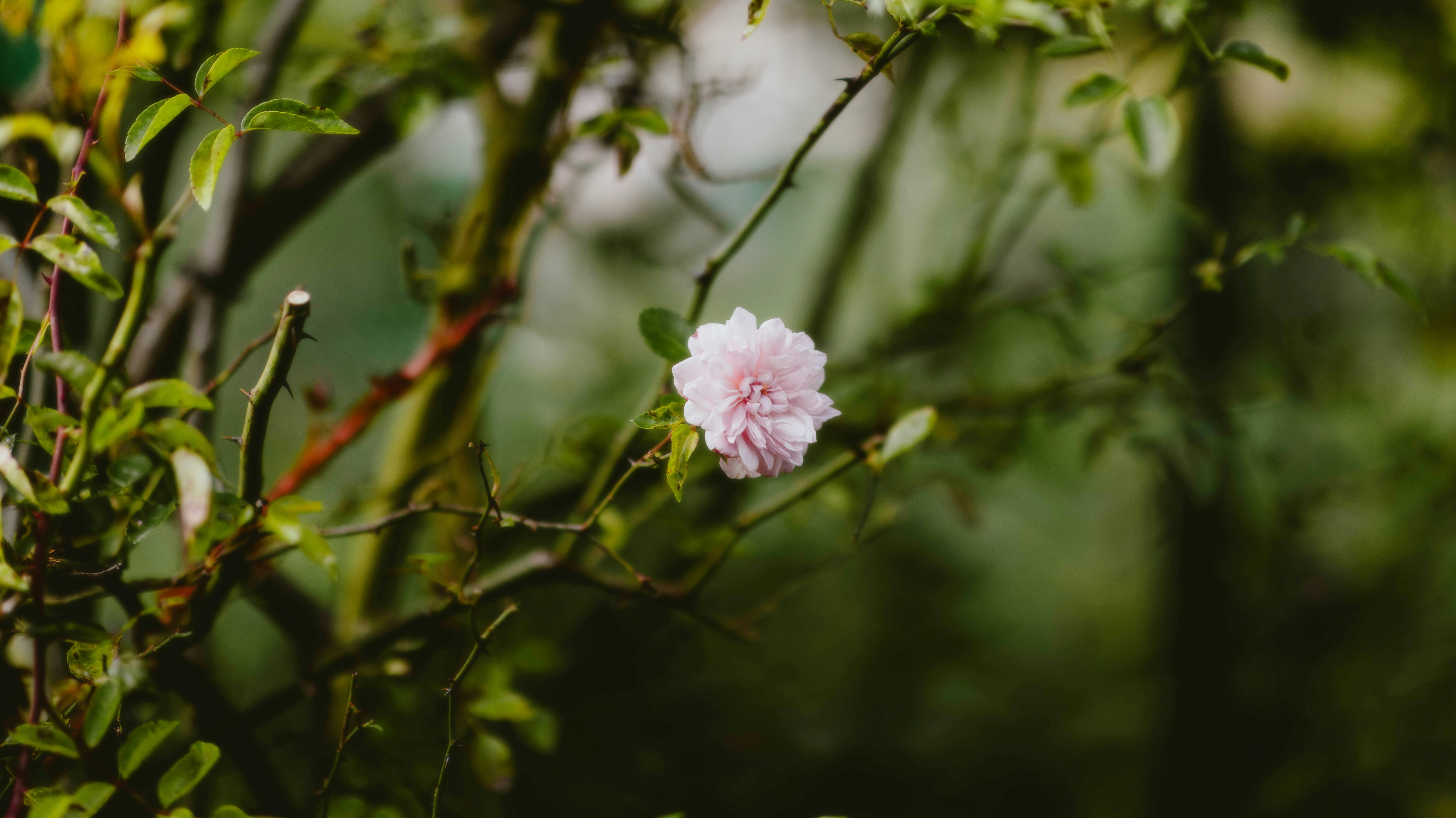 Fiori e piante uniche