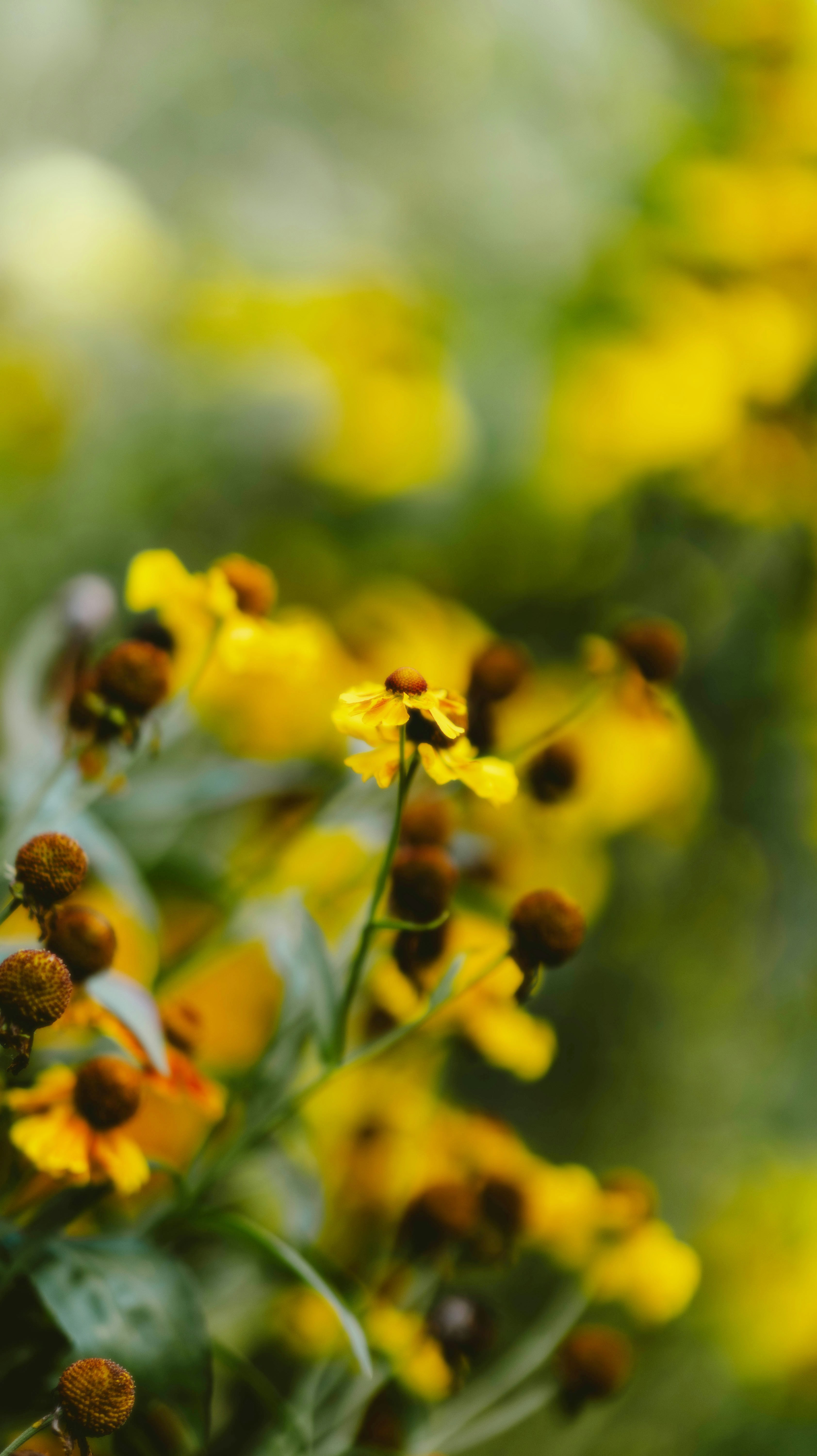 A bunch of yellow flowers with green leaves