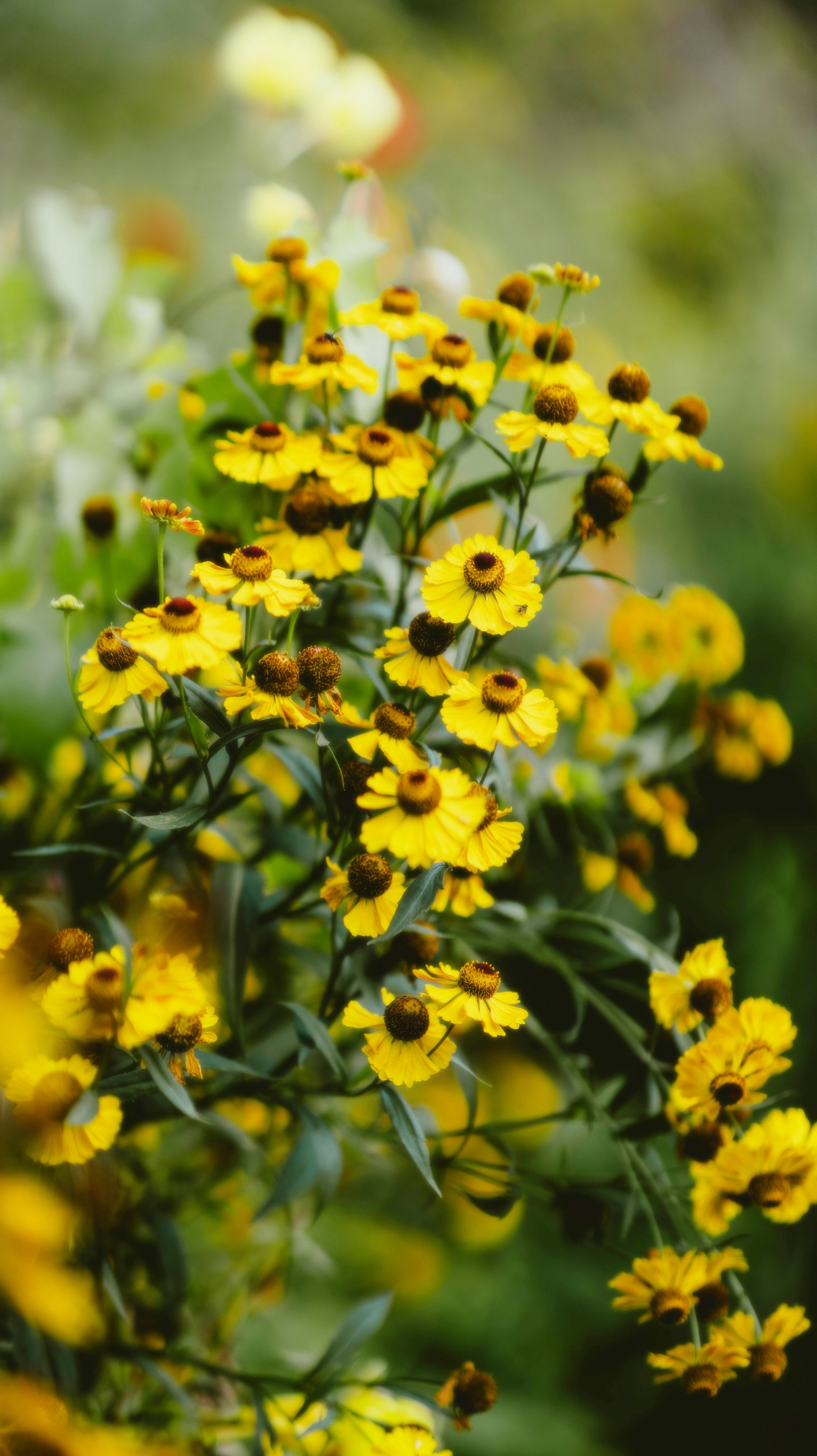 A bunch of yellow flowers in a field
