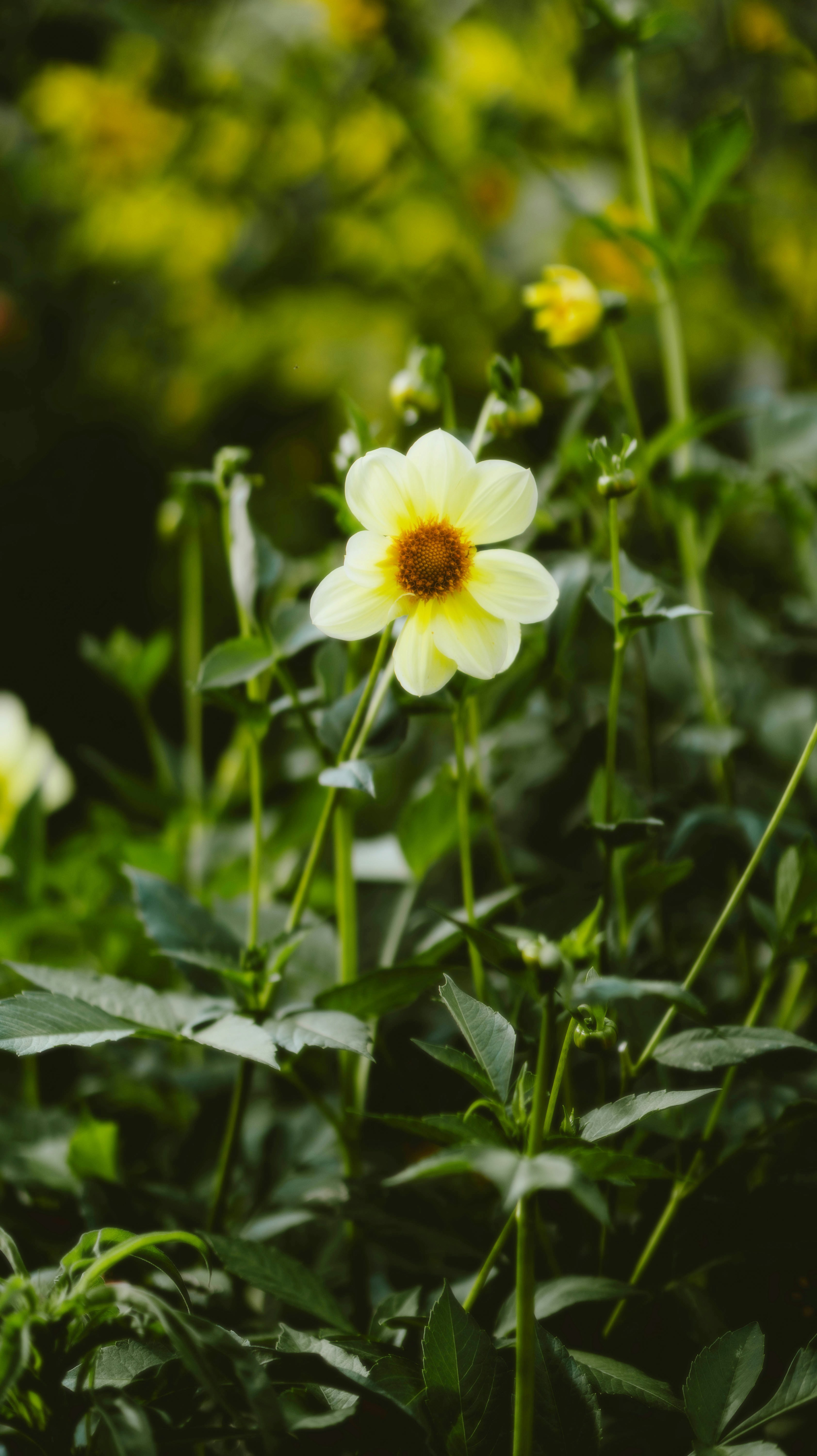 Photo by alingavriliuc