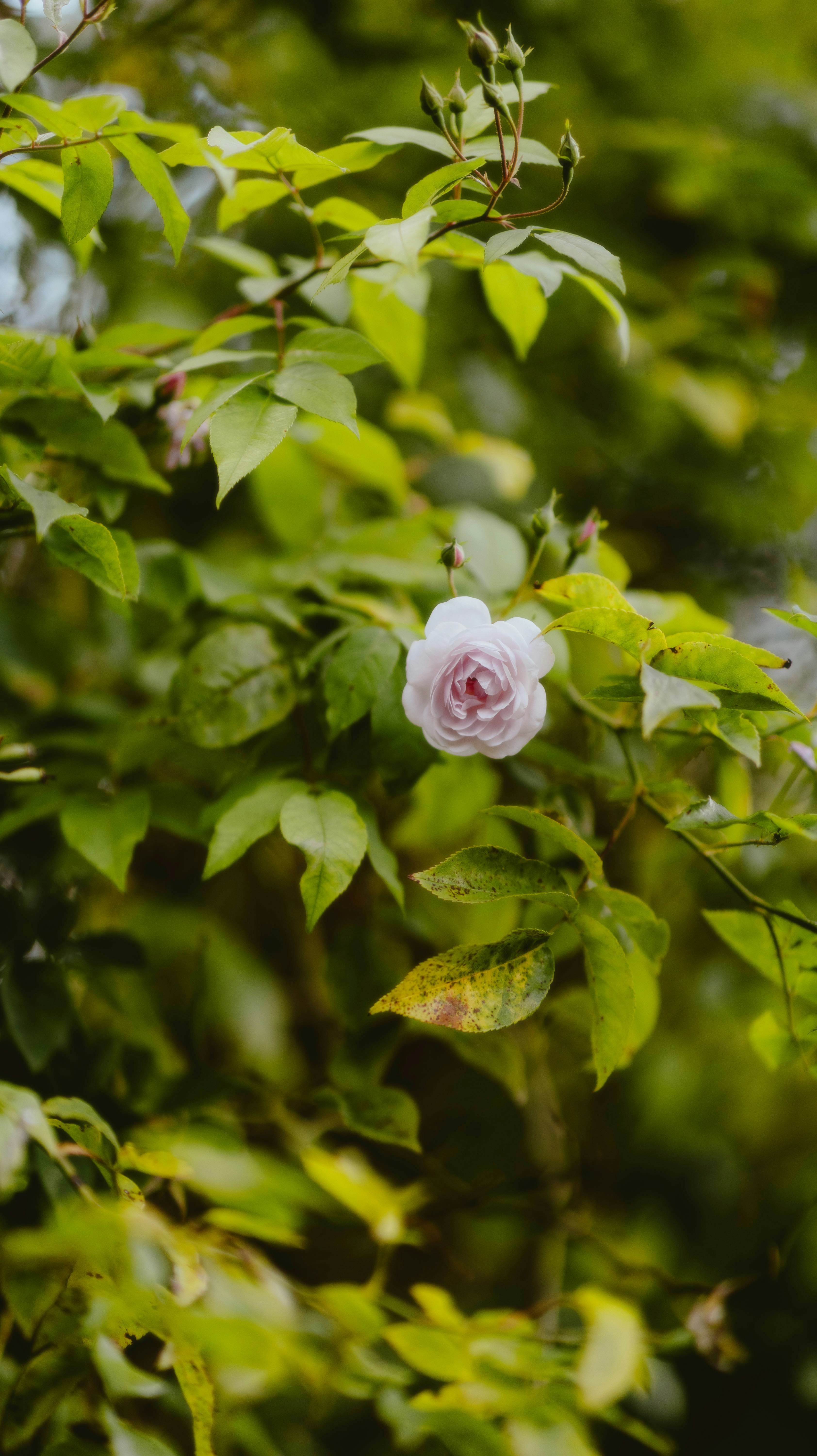 Photo by alingavriliuc