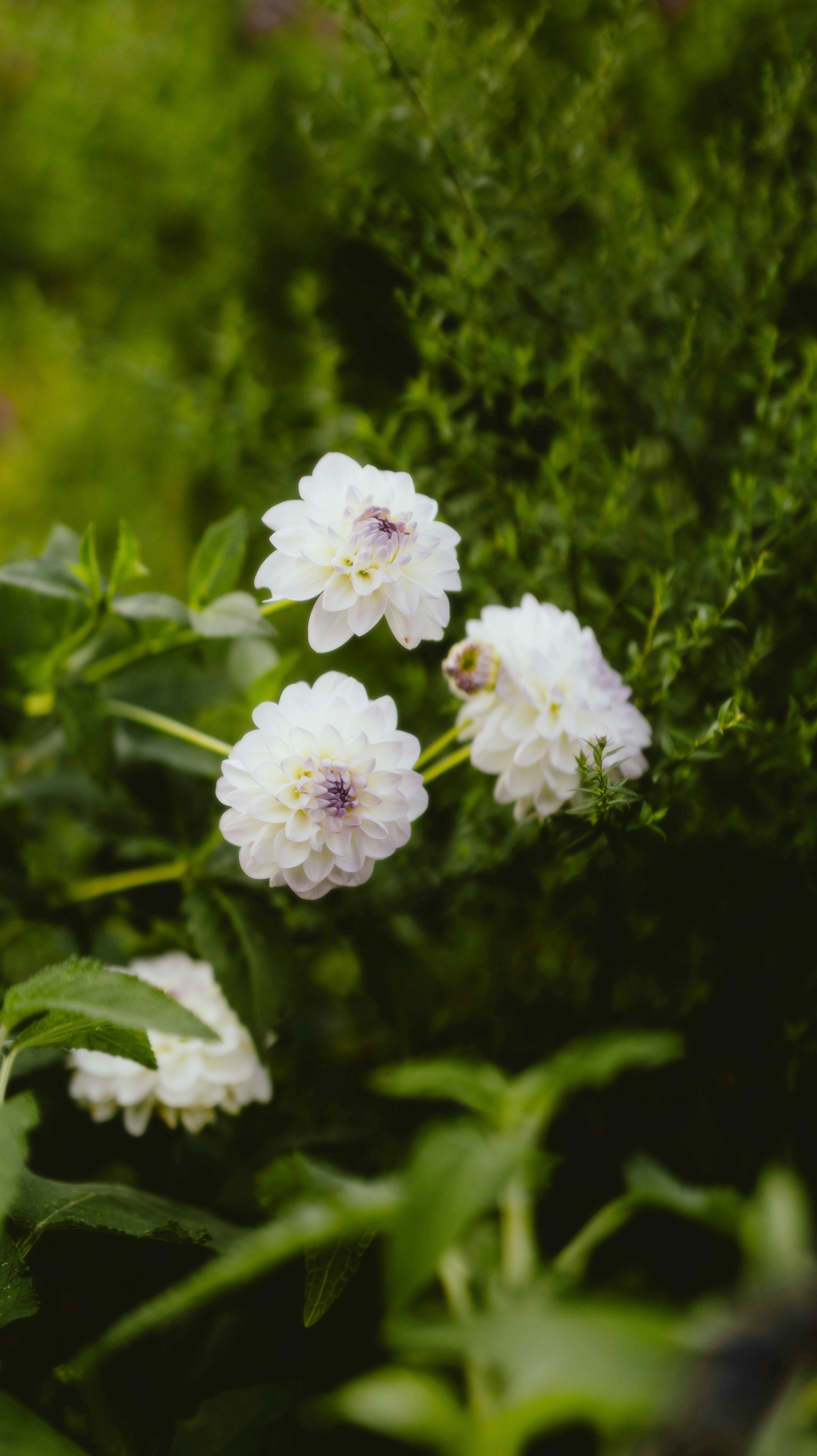 Photo by alingavriliuc