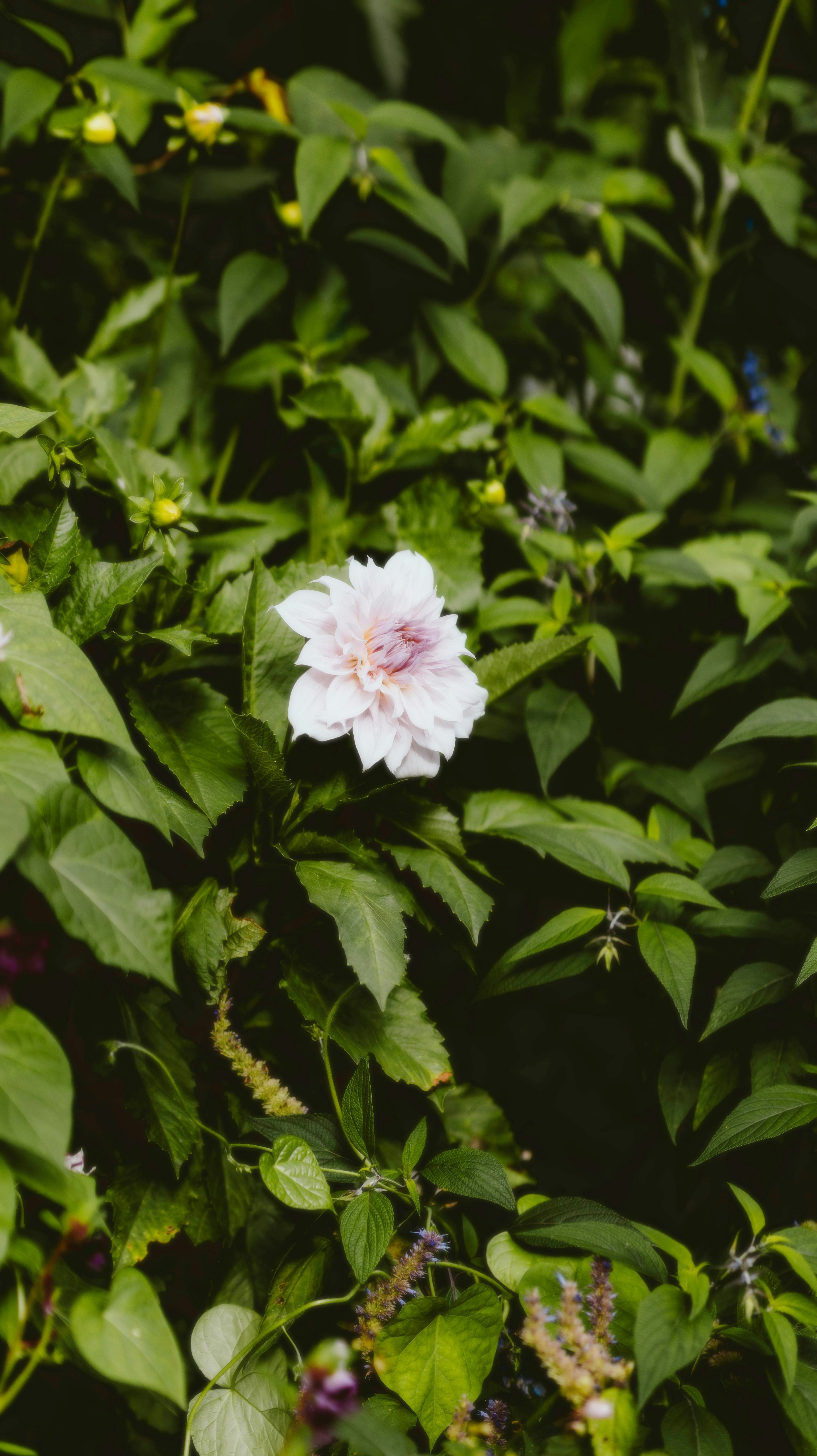 A white flower surrounded by green leaves