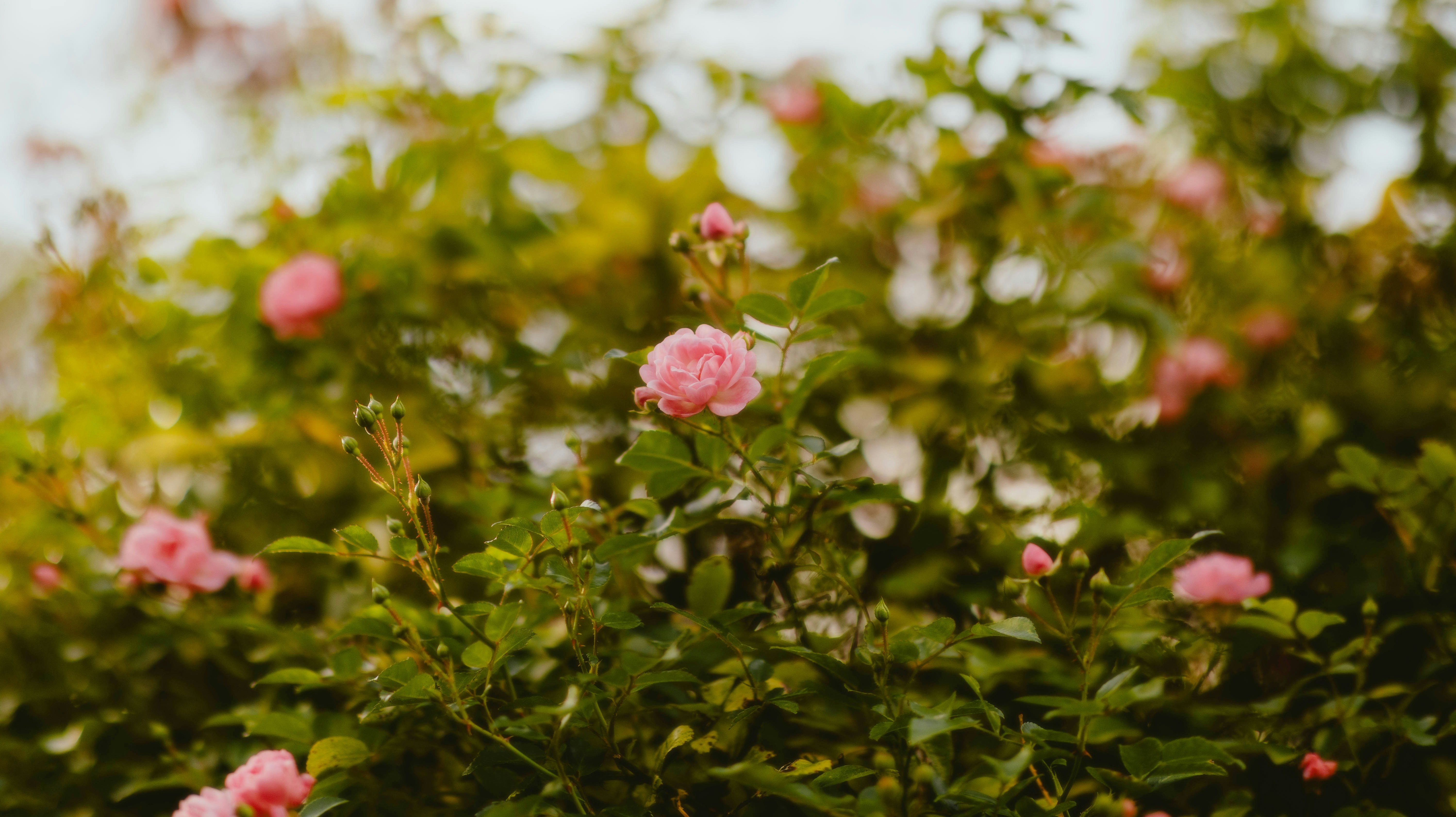 A bush with pink flowers and green leaves