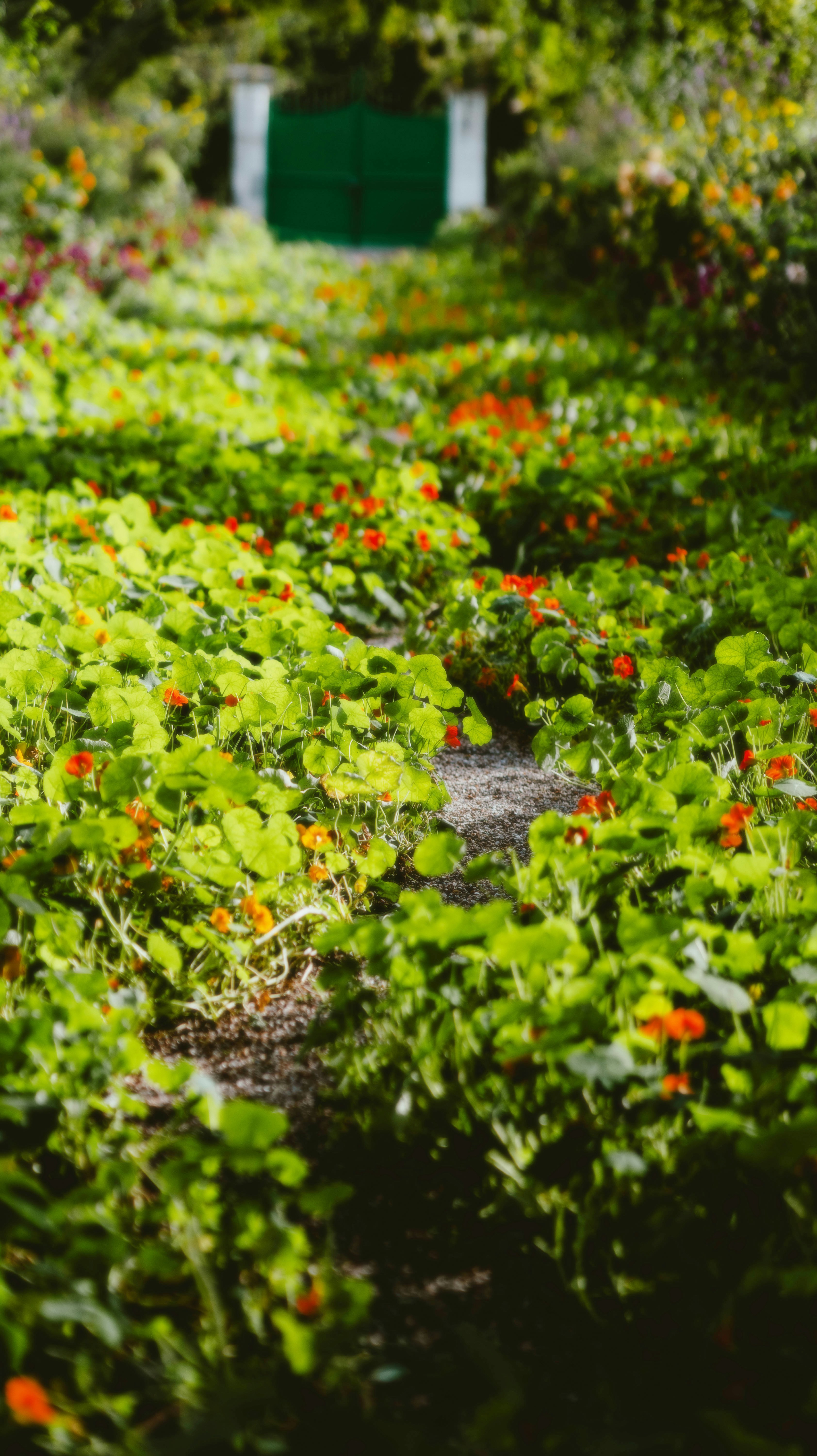 A field of flowers with a green door in the background
