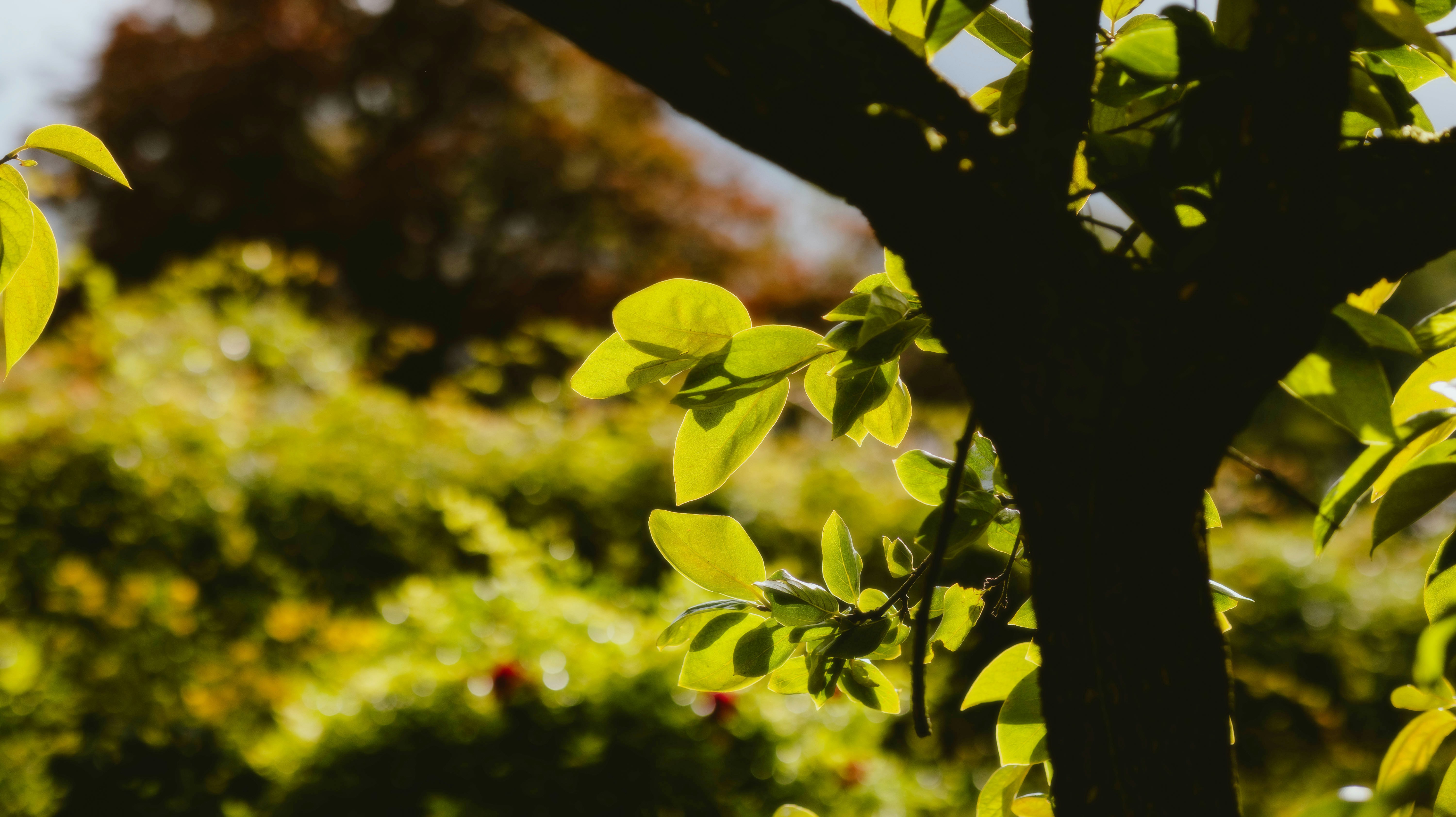 An Impressionist-style garden scene with soft, blurry light and vibrant flowers.