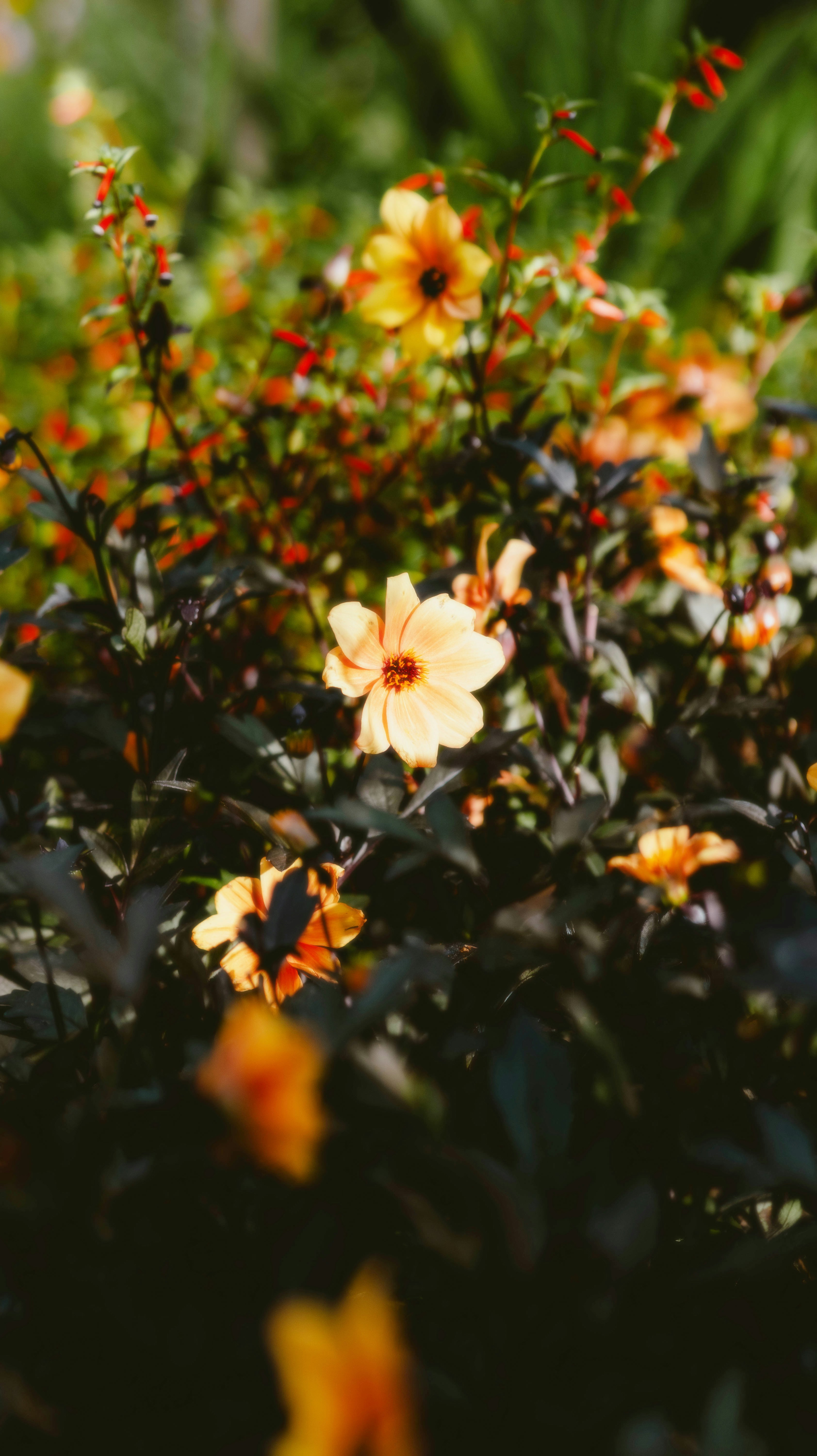 A bunch of flowers that are in the grass