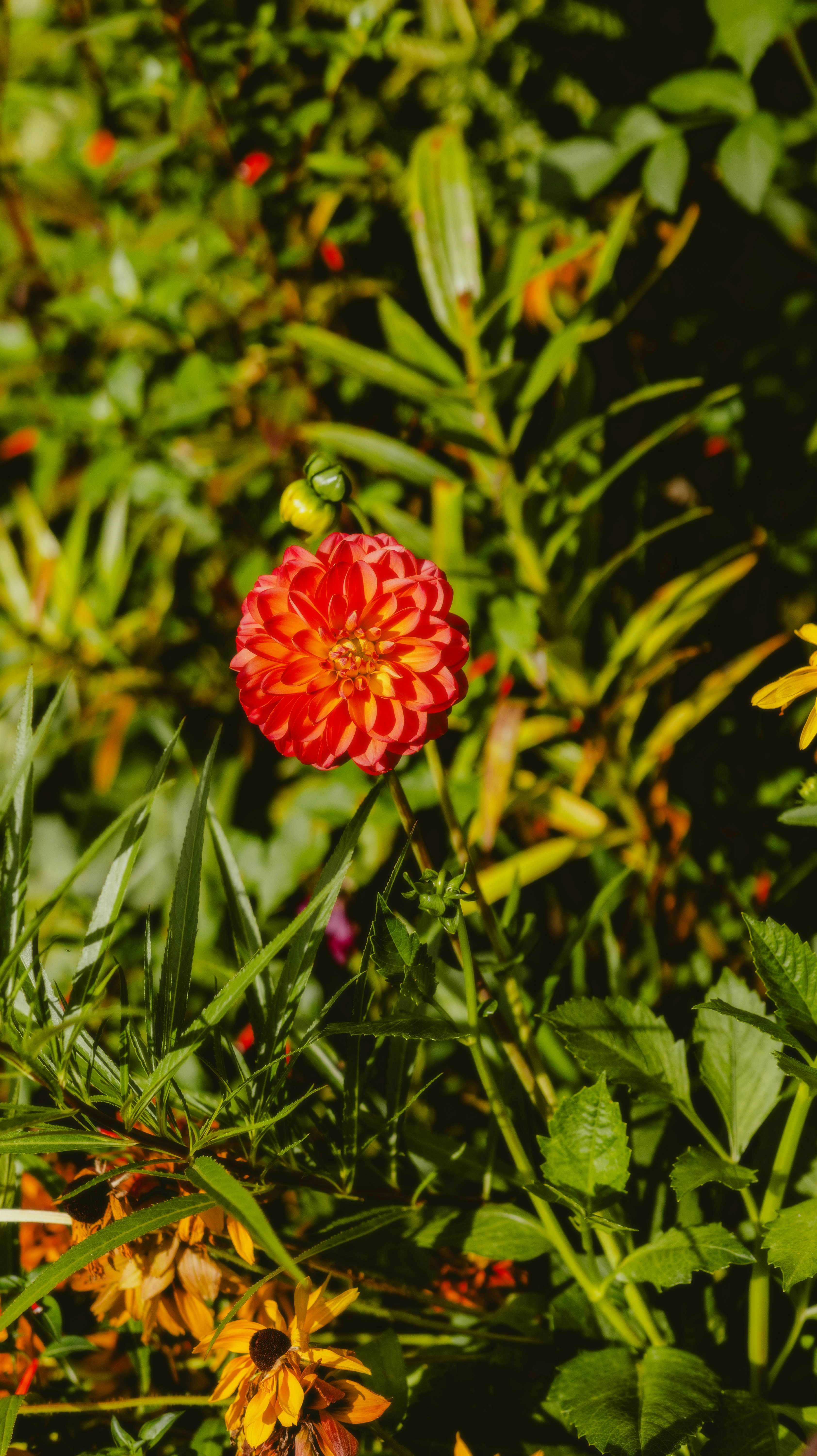 Photo by alingavriliuc