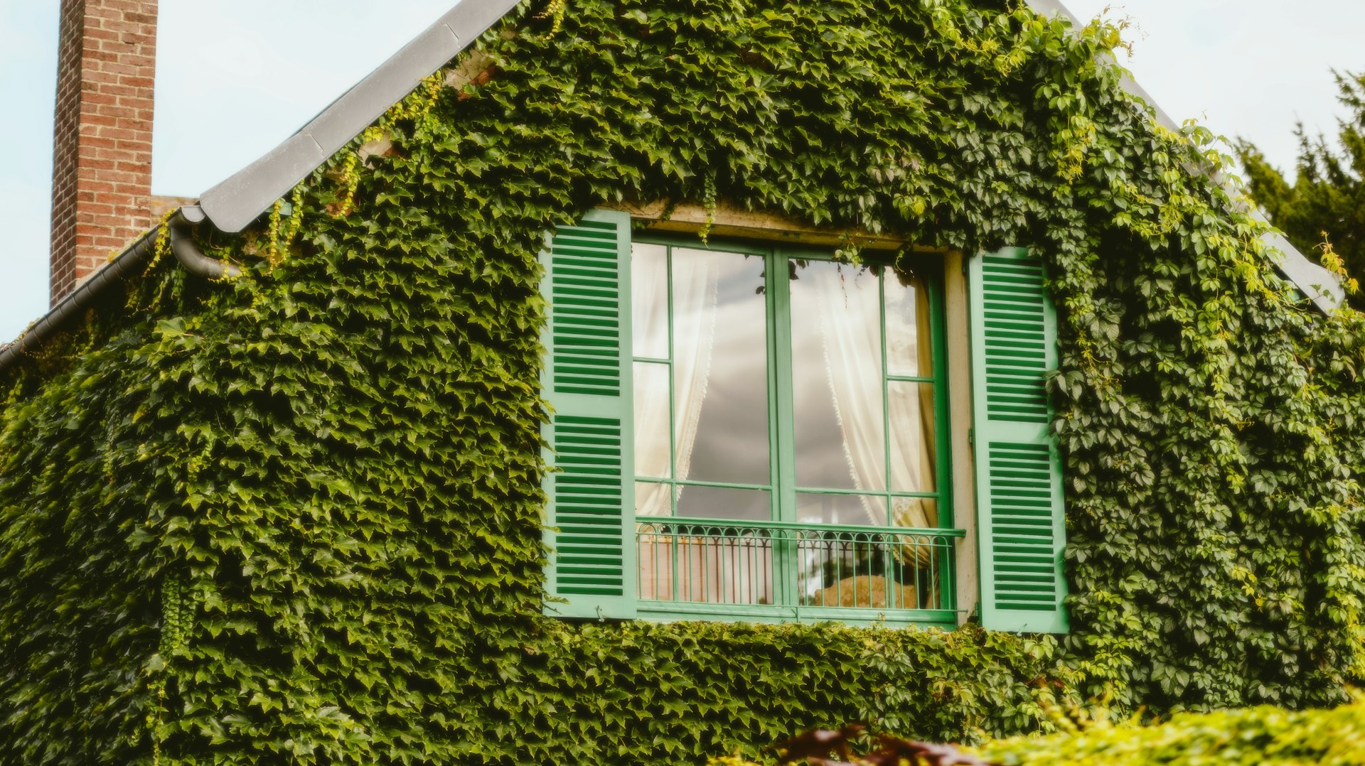 A house covered in vines with a green window