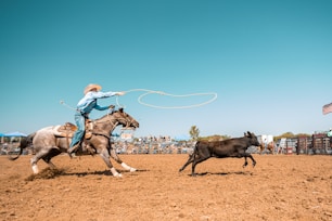 A person on a horse chasing a cow