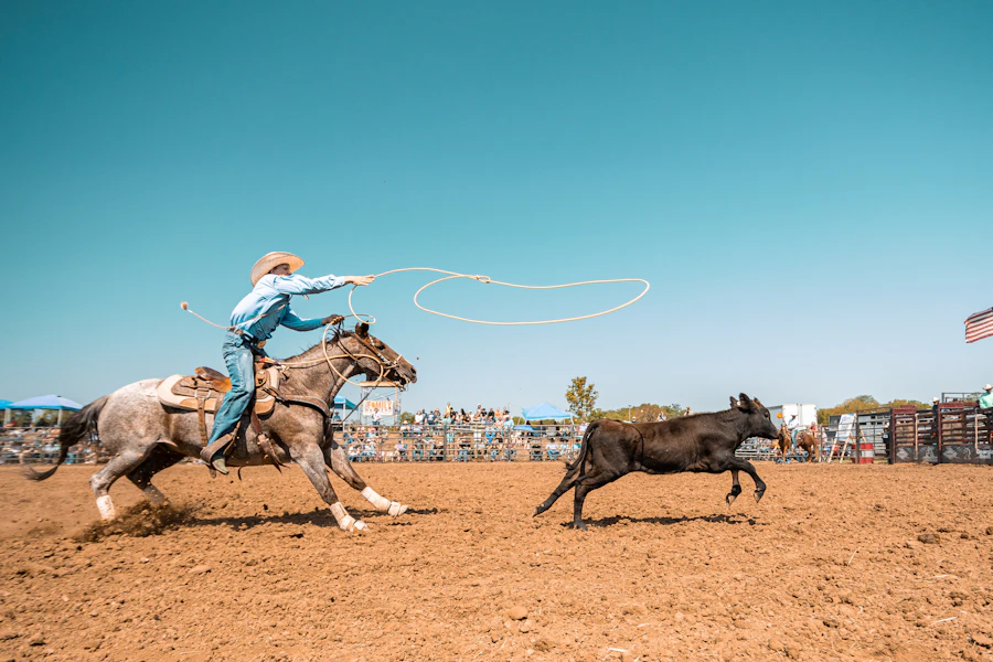 Rider on a horse chasing a cow at a rodeo