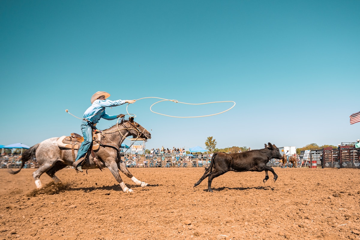 Cowboy roping at a rodeo arena