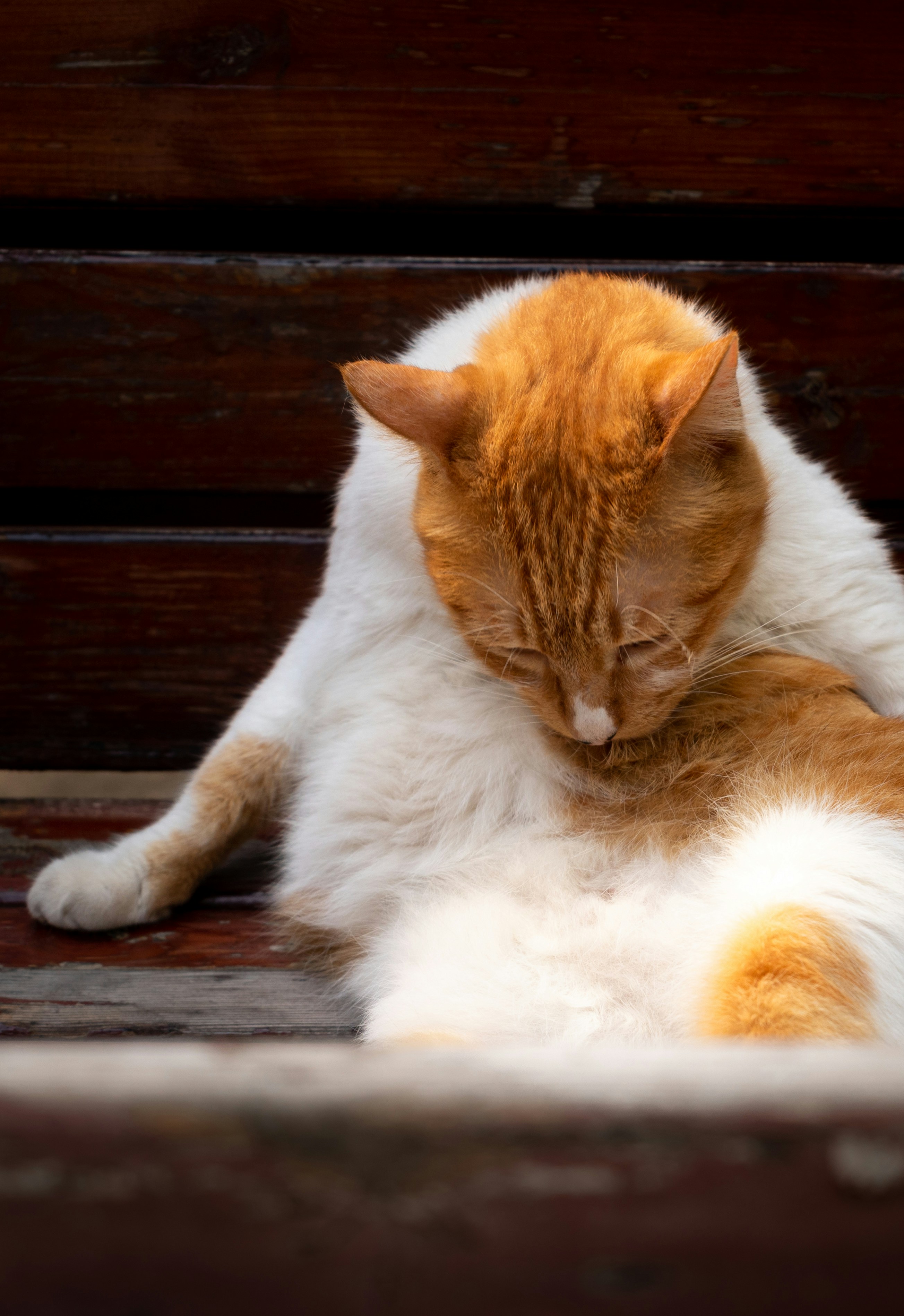 An orange and white cat laying on top of a wooden bench photo – Free ...