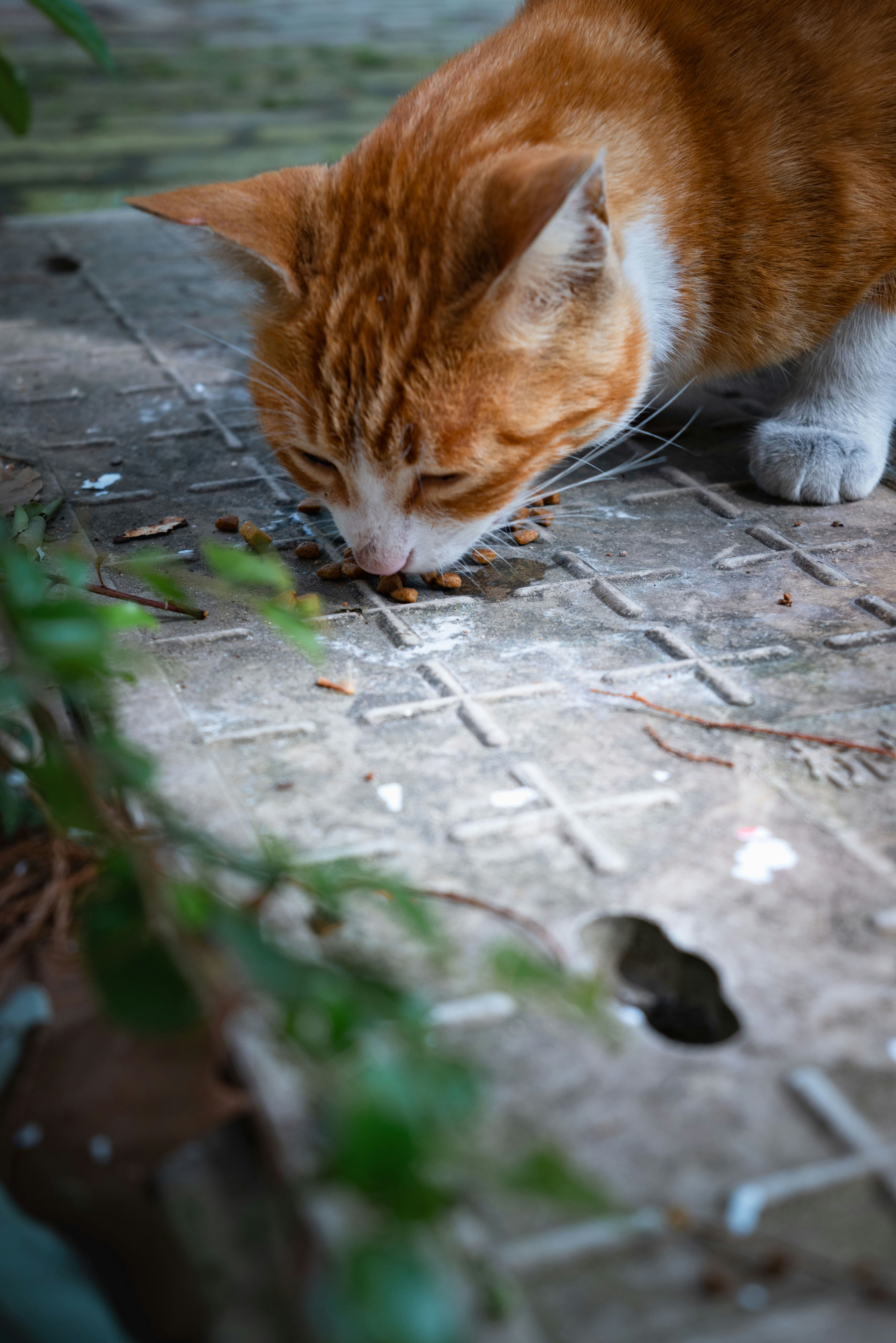 Transform Your Cat's Food Bowl Into a Puzzle Adventure (image credits: unsplash)