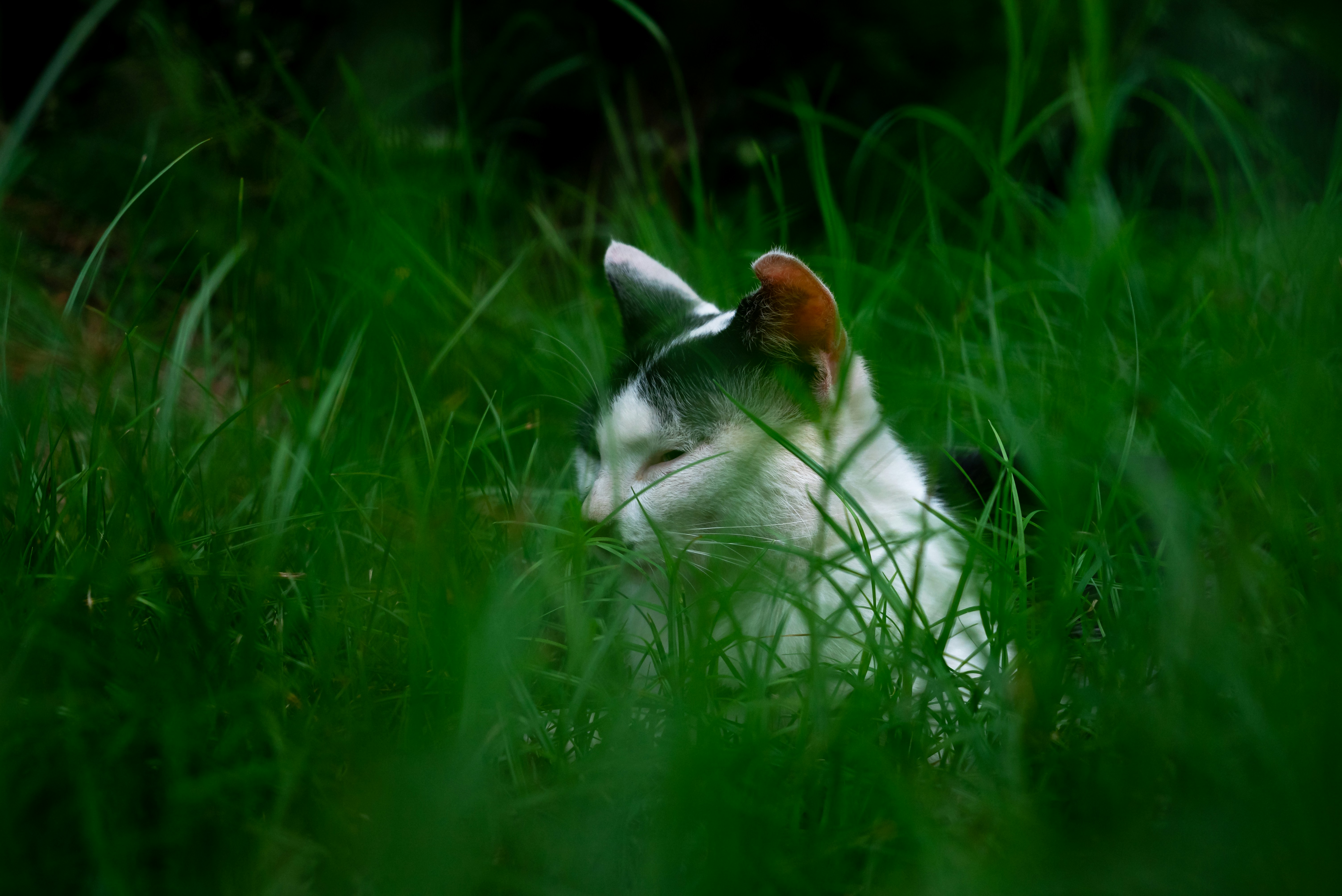 A cat laying in a field of tall grass photo – Free Cat Image on Unsplash