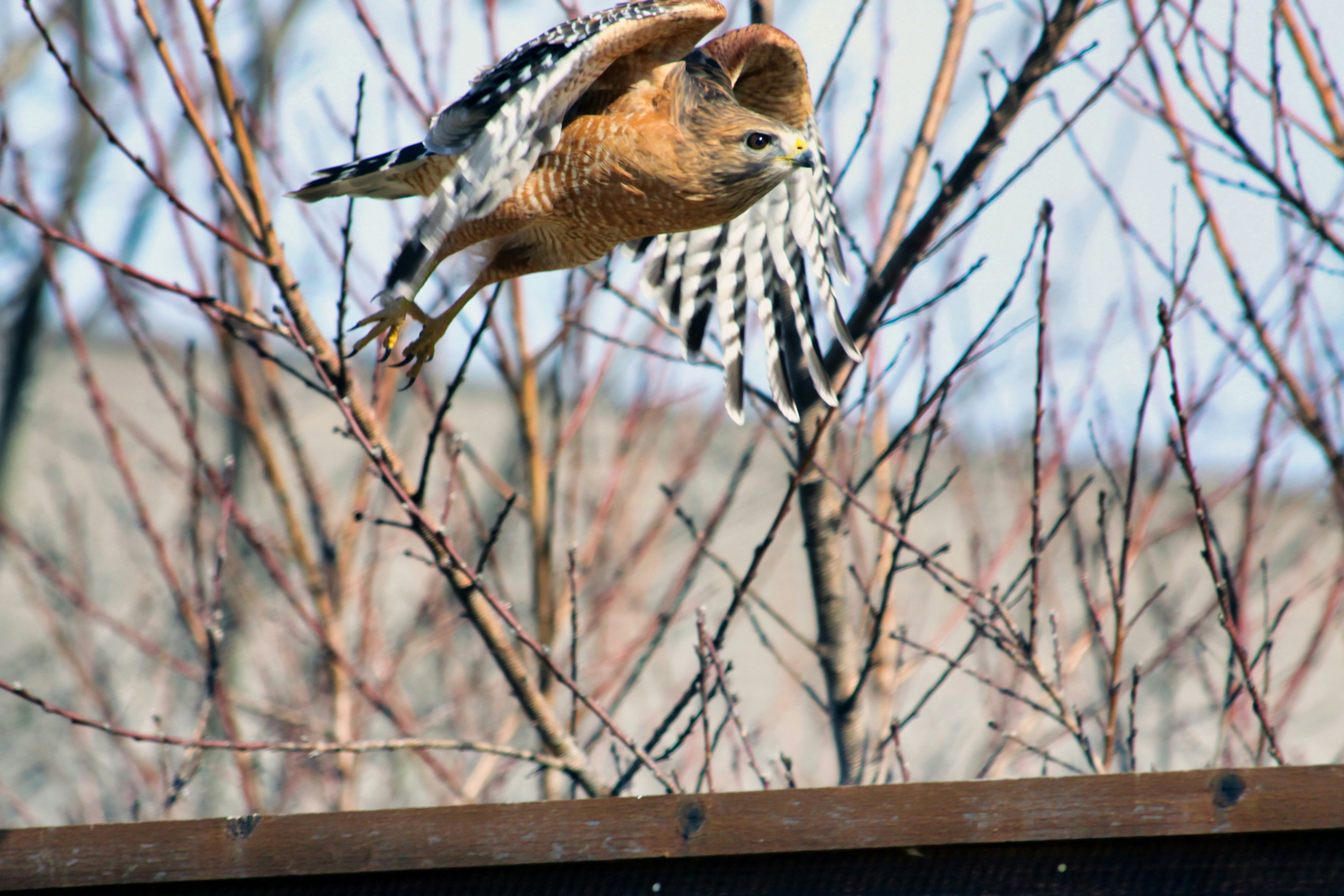 A bird that is sitting on a tree branch