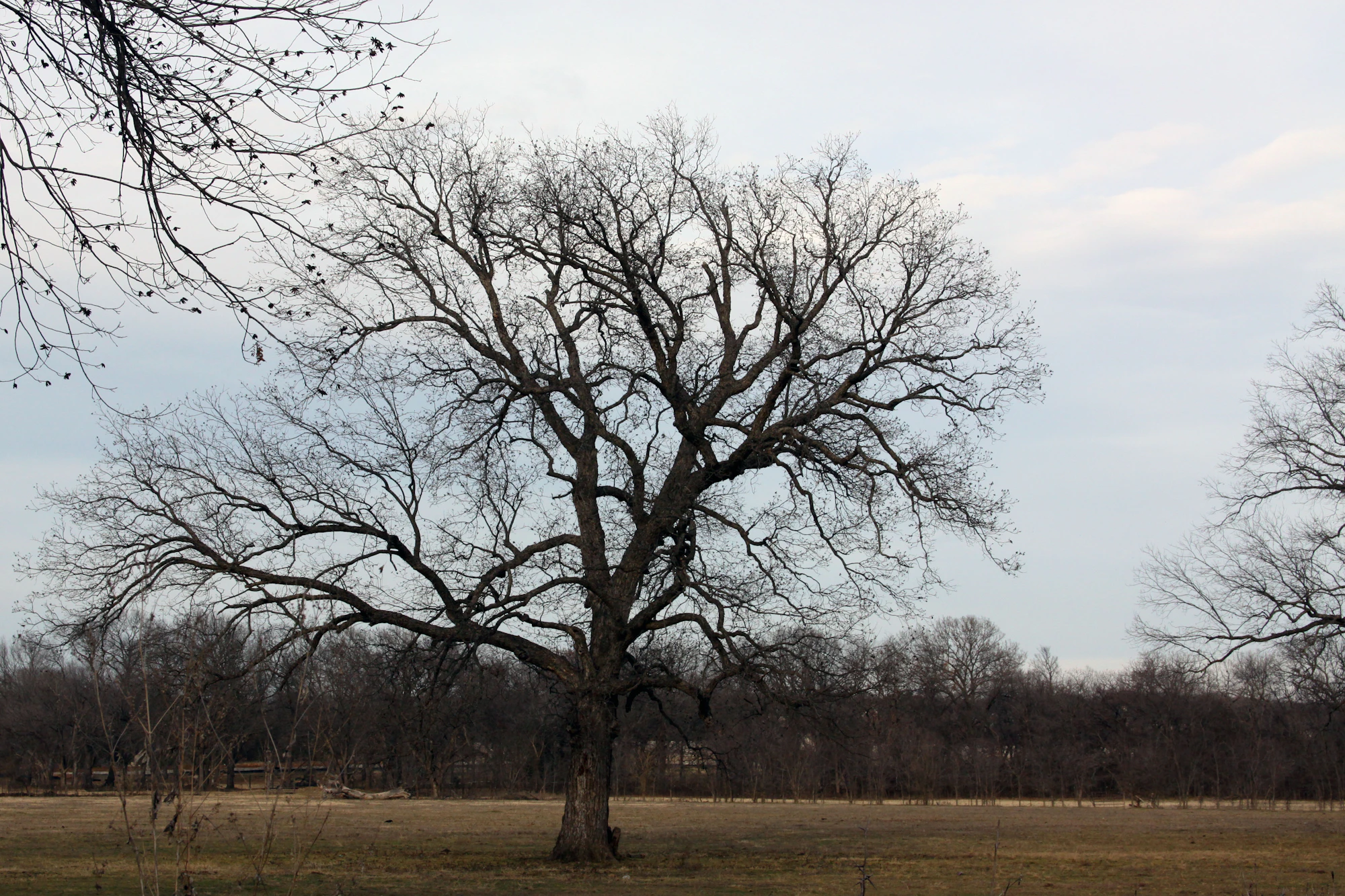 A broad live oak standing alone in a Texas pasture at golden hour