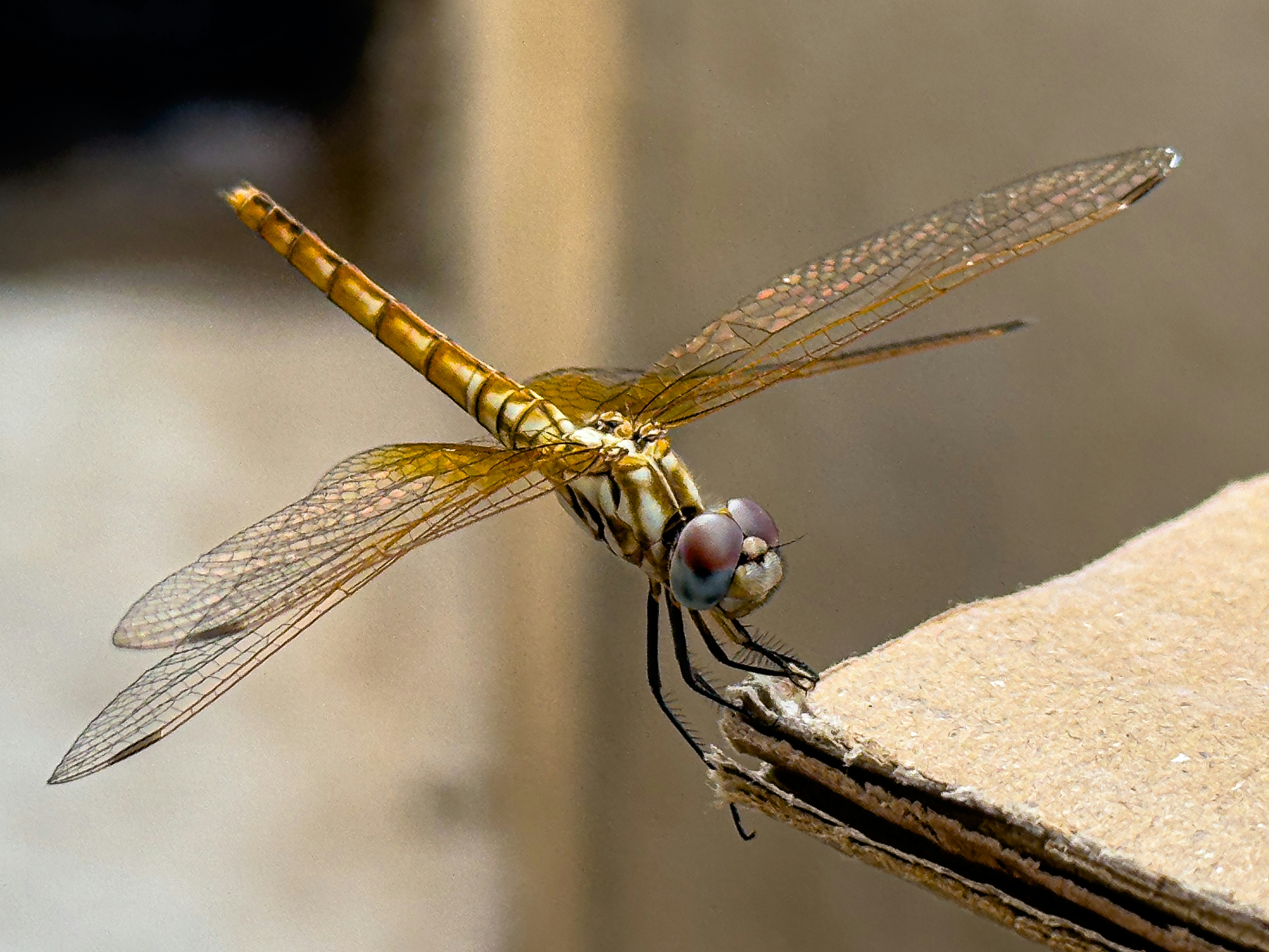 A yellow dragonfly sitting on top of a piece of wood