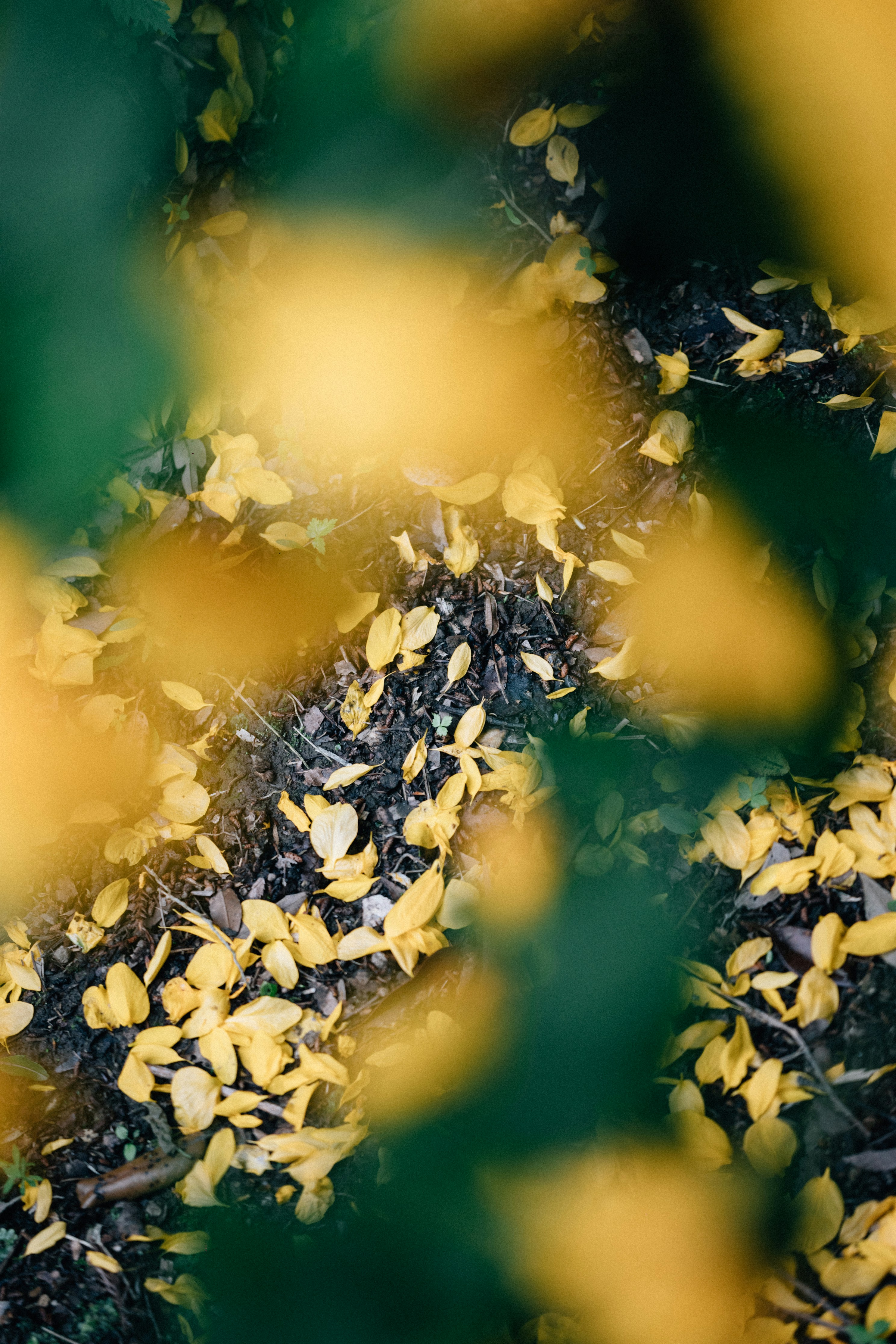 Photo by tsuyoshikozu