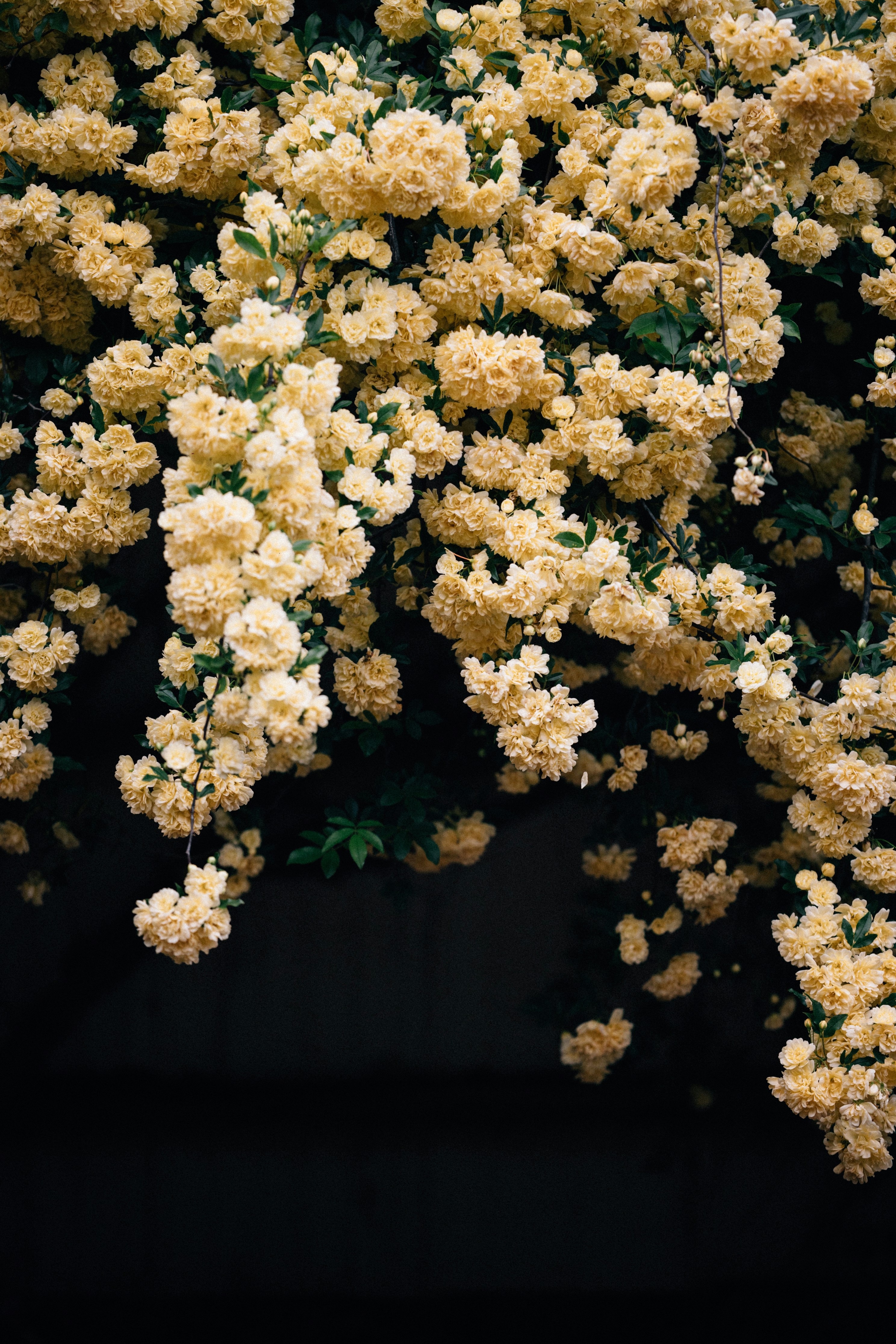 A bunch of white flowers on a tree