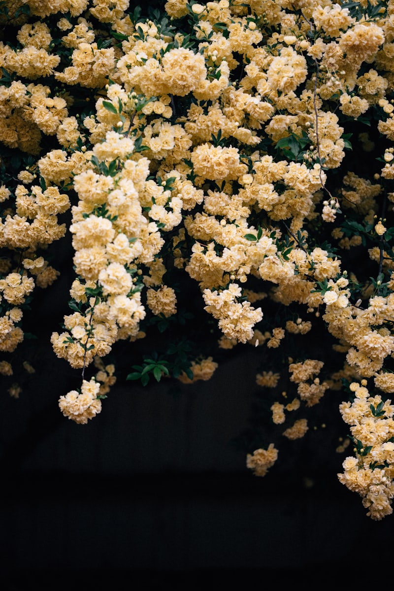 Arrozales de Yangshuo