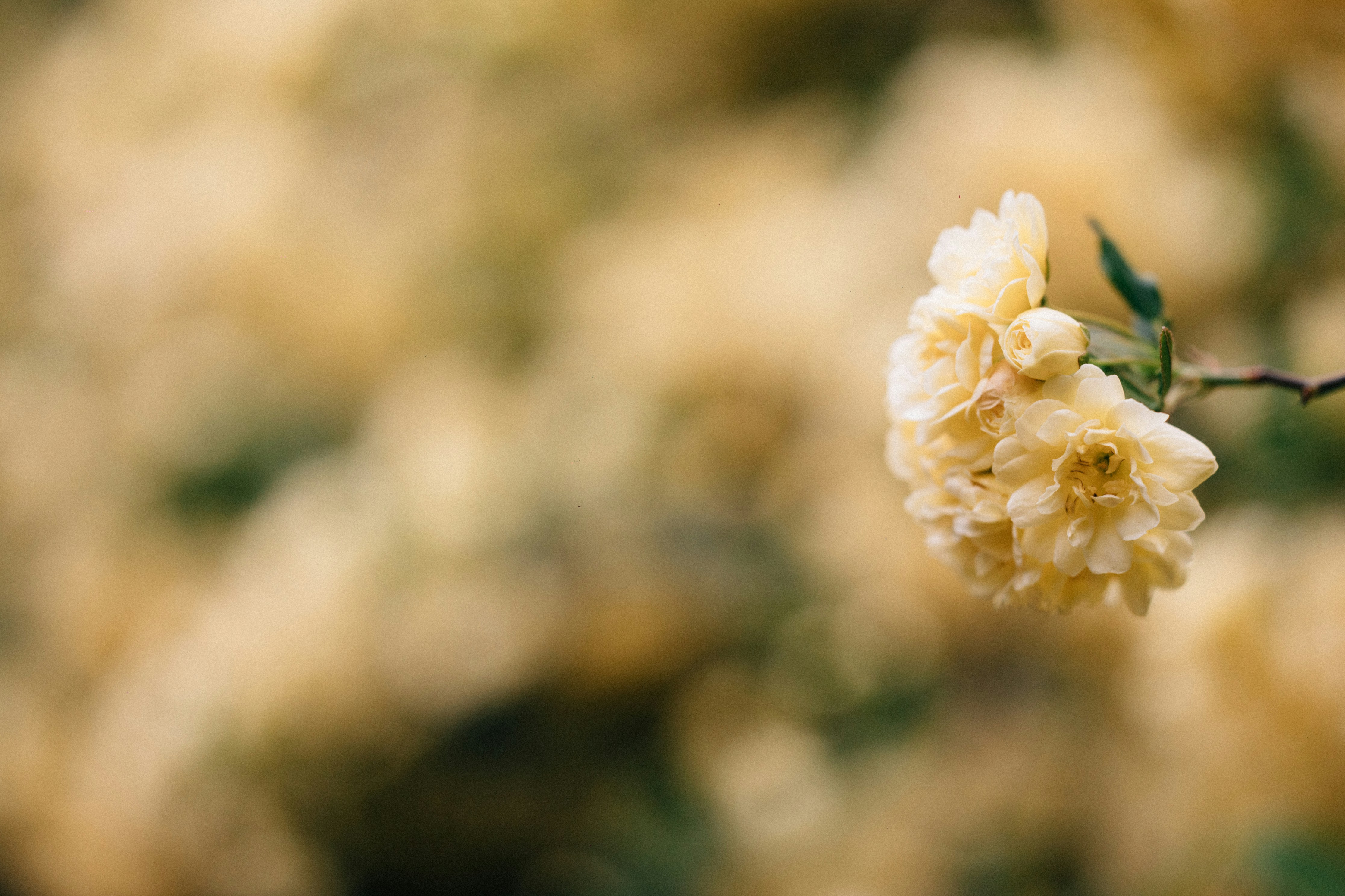 Photo by tsuyoshikozu