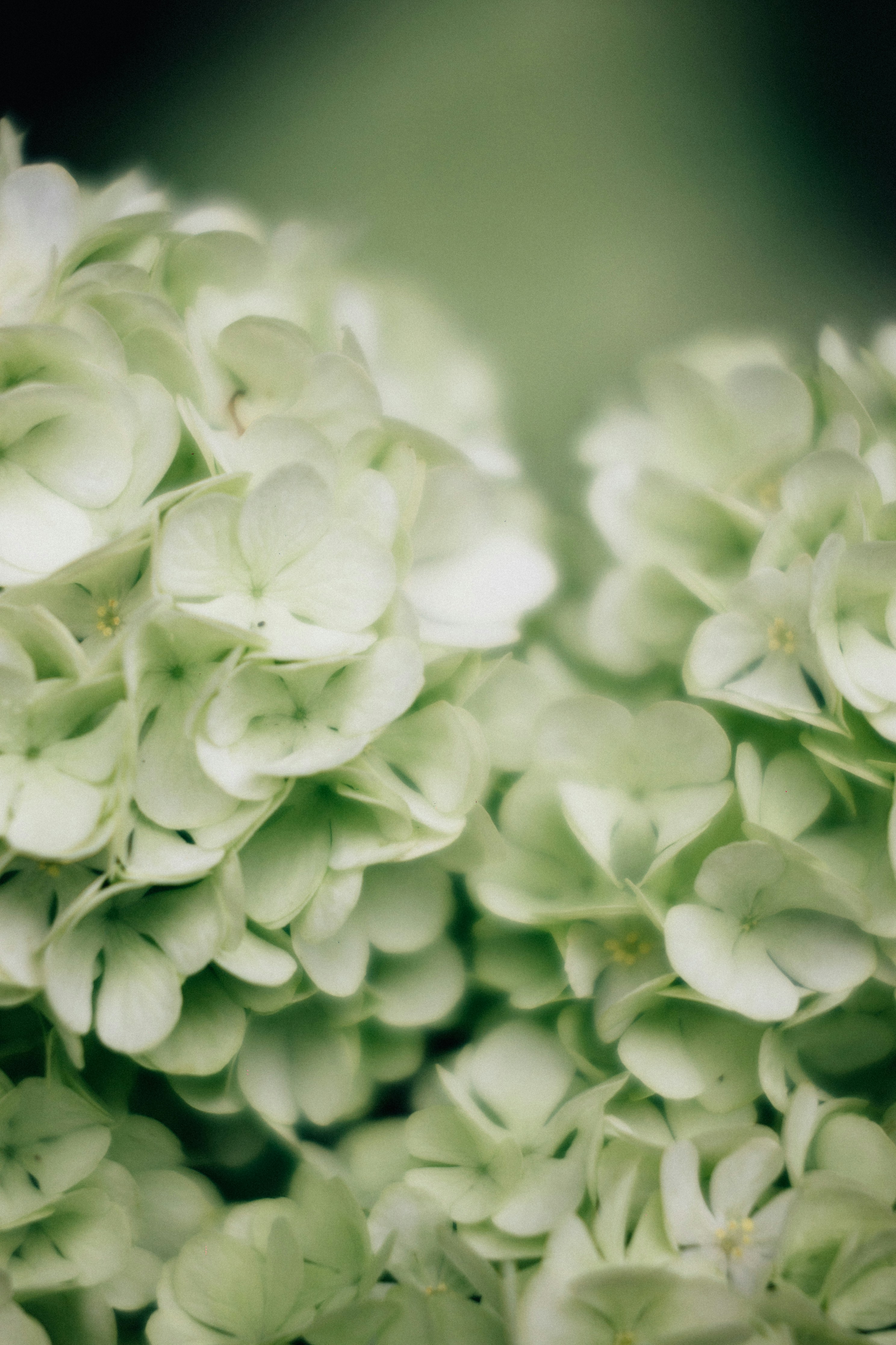 Photo by tsuyoshikozu