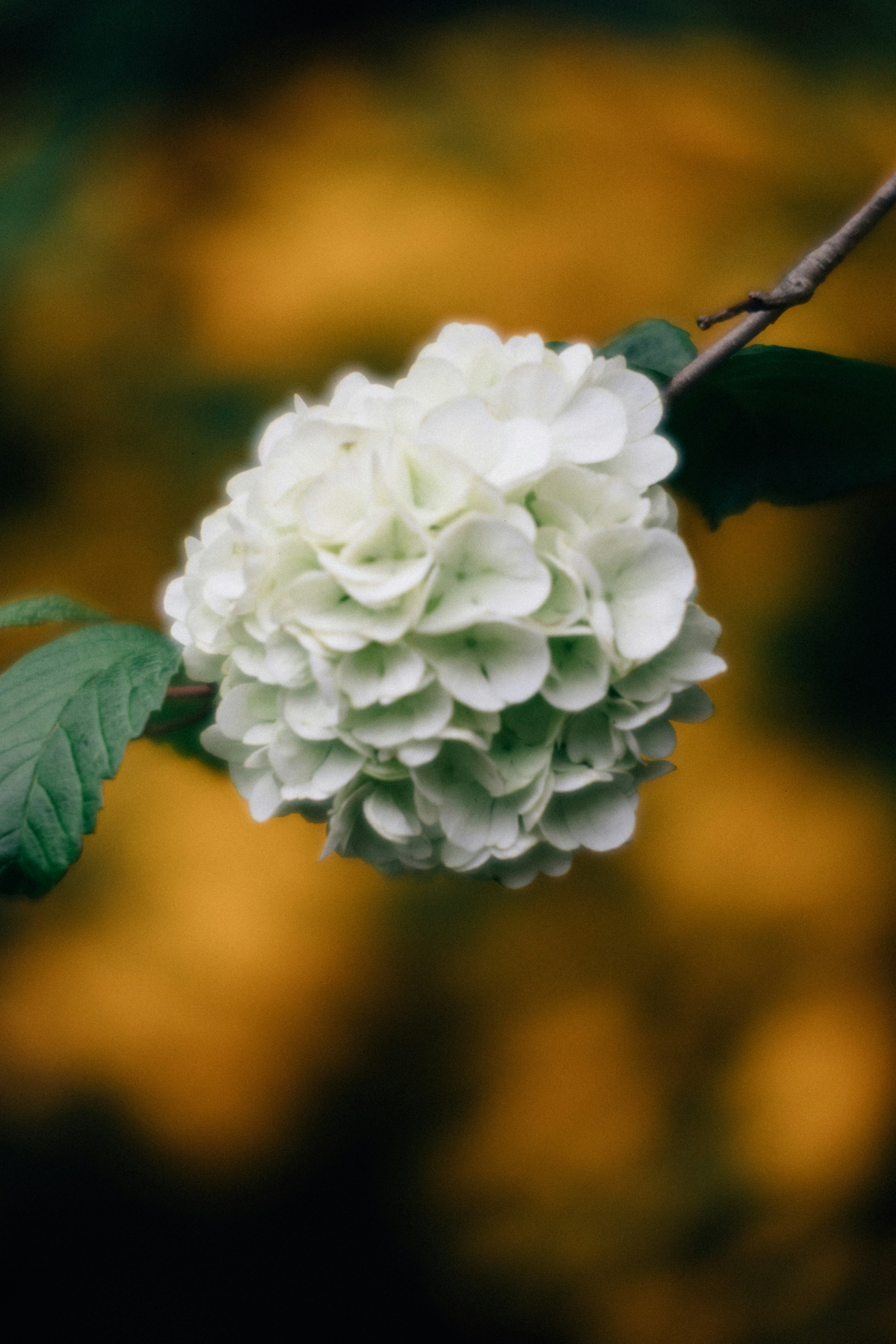 Photo by tsuyoshikozu