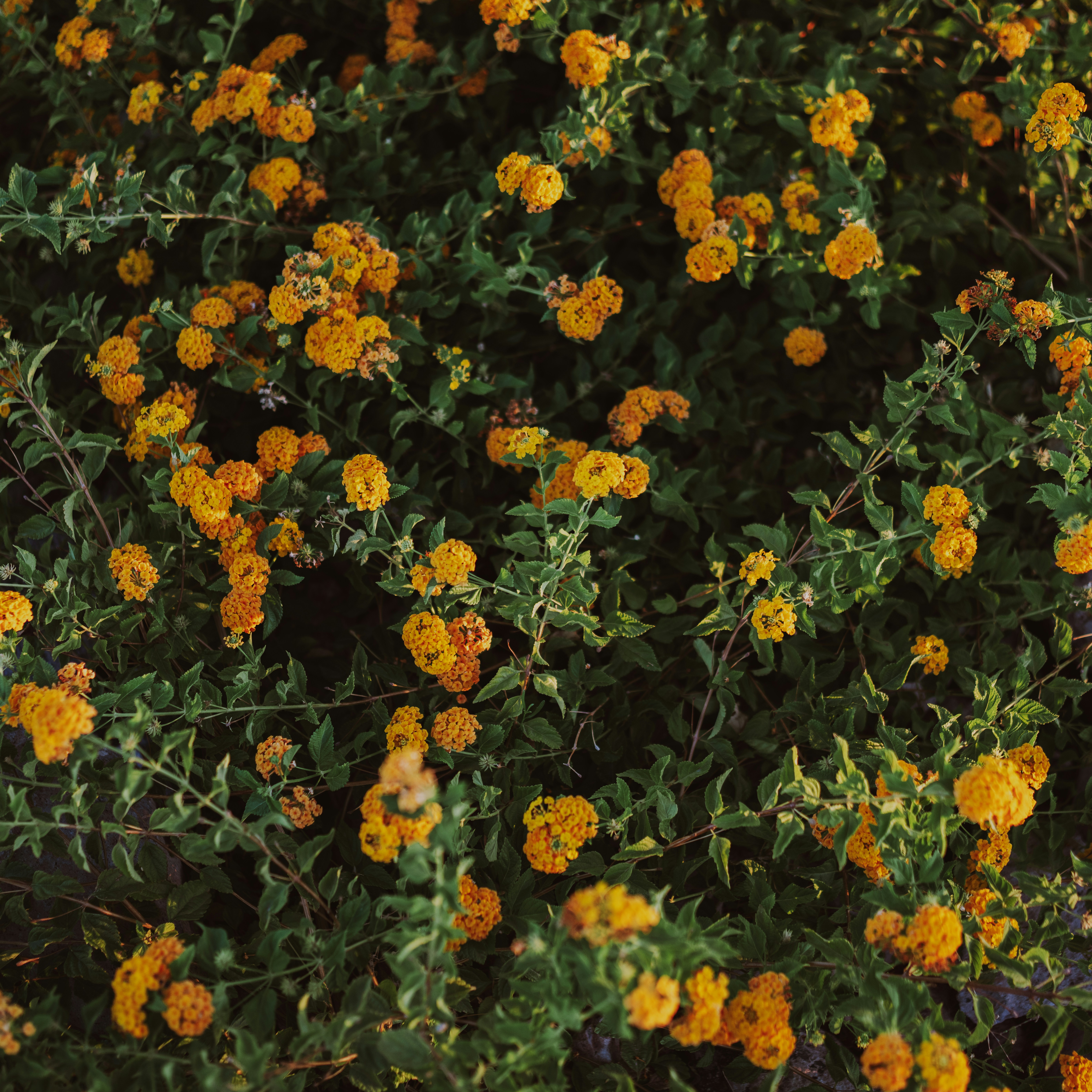 Photo by dimadallacqua