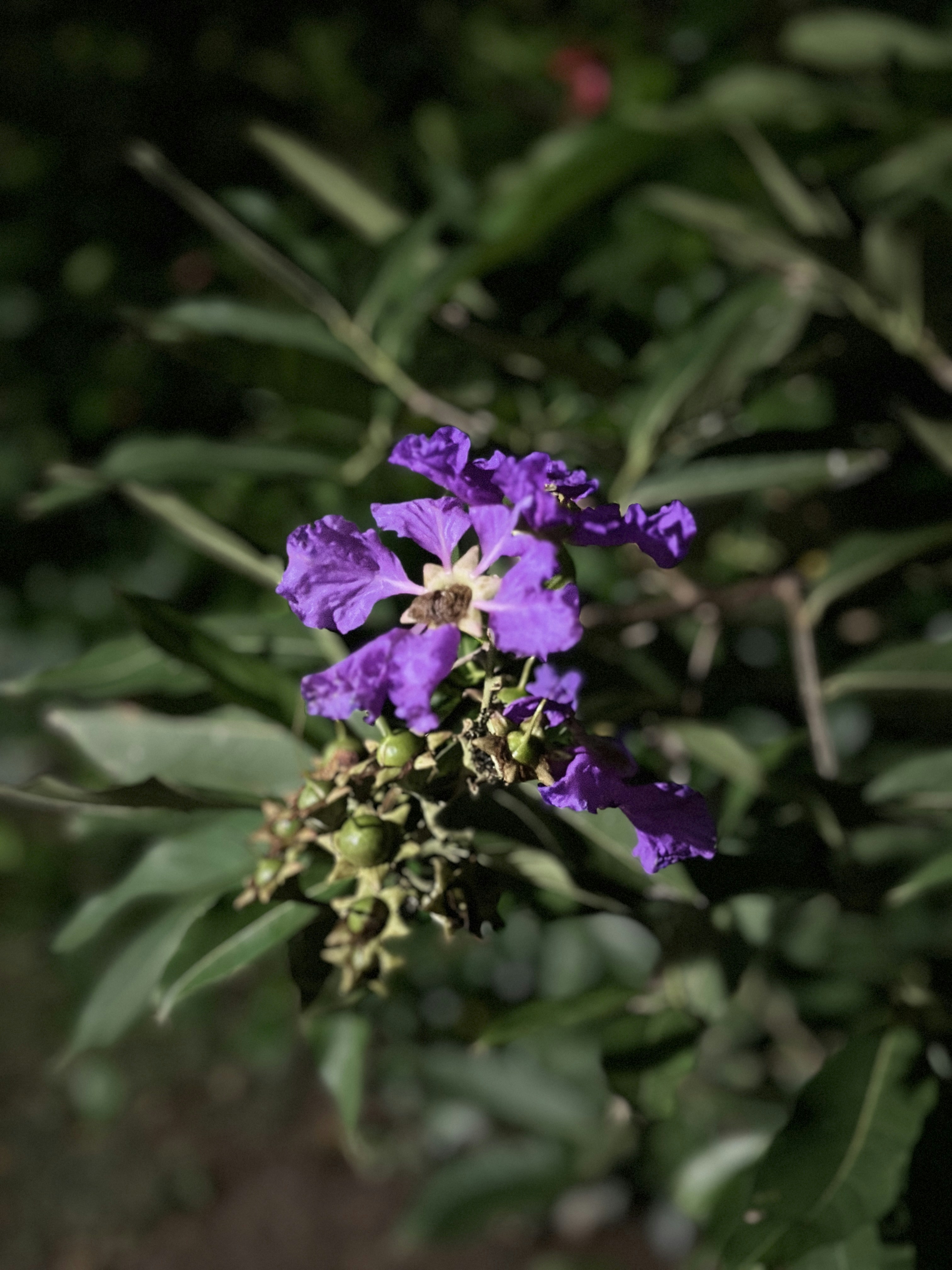 Photo by naturebyneha