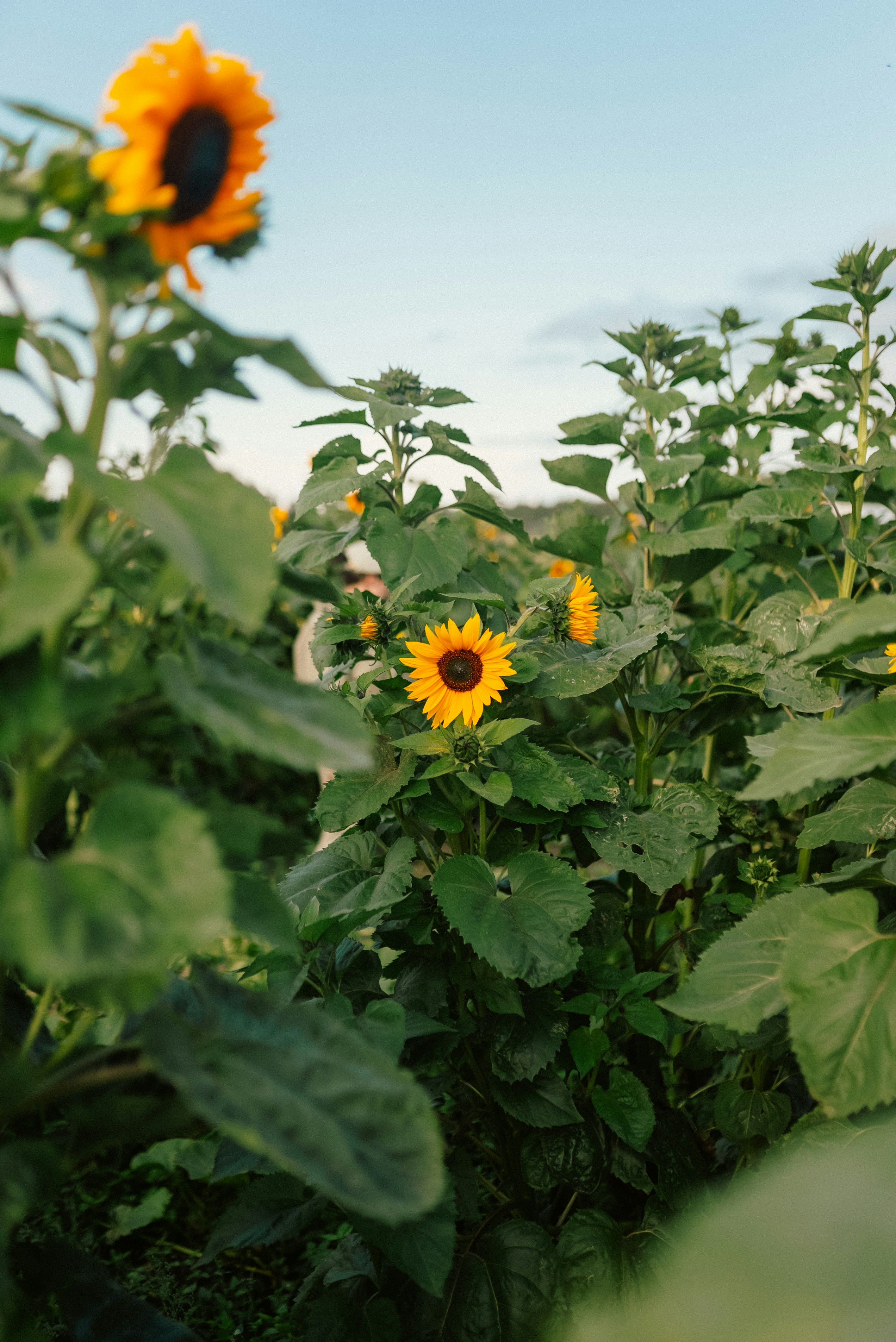 A field of sunflowers with a blue sky in the background