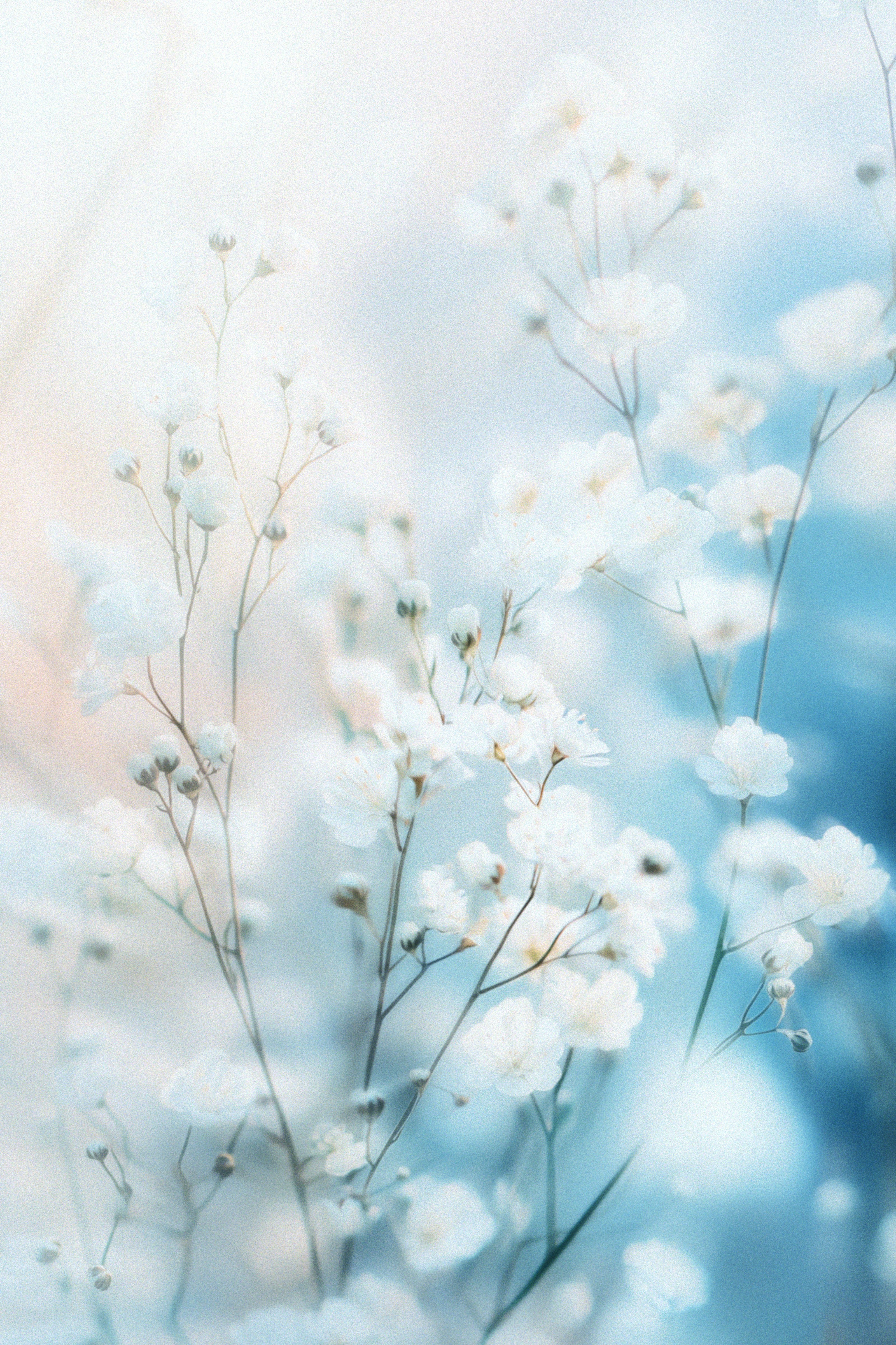 A close up of a bunch of white flowers