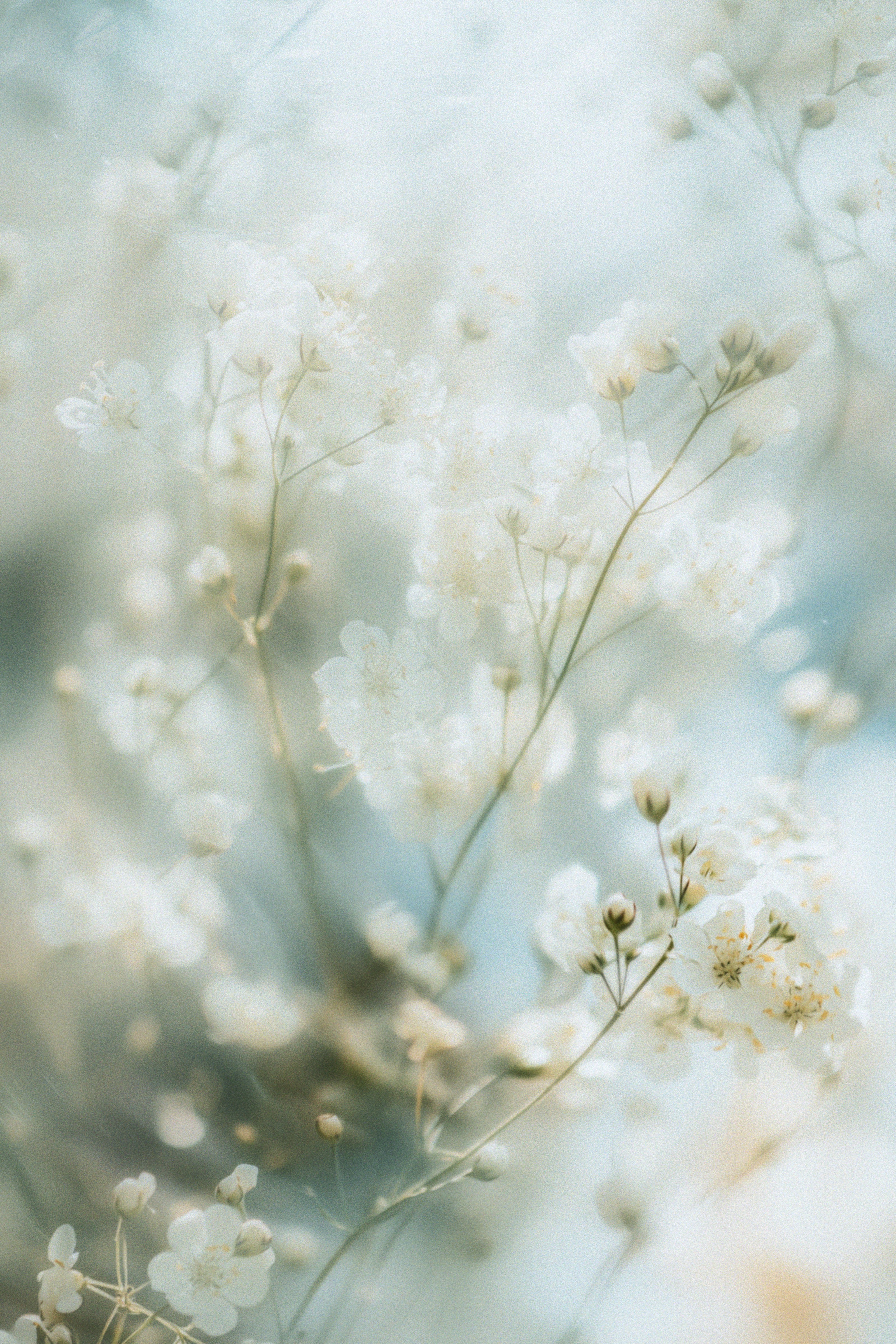 A close up of a bunch of white flowers