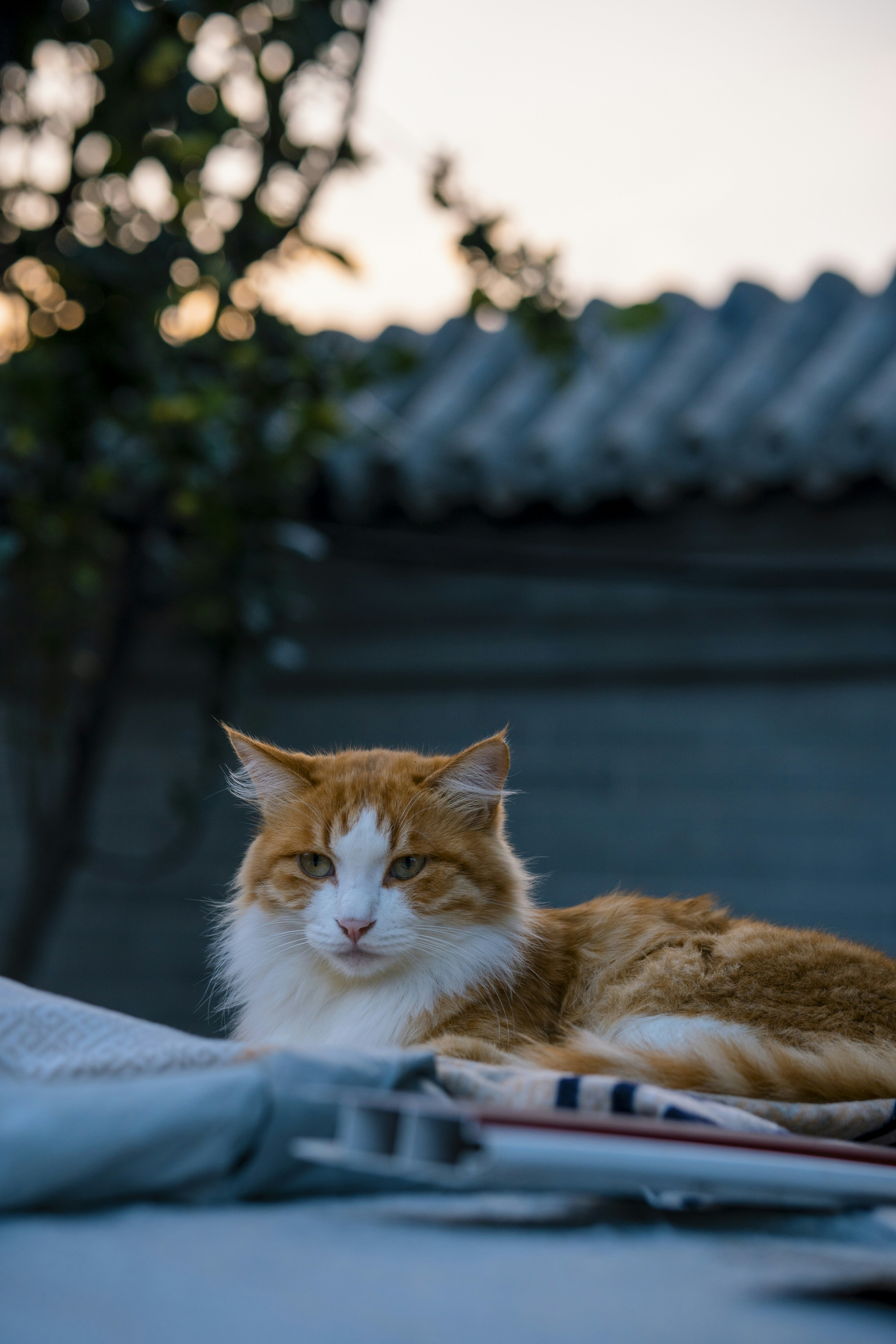 An orange and white cat laying on top of a blanket