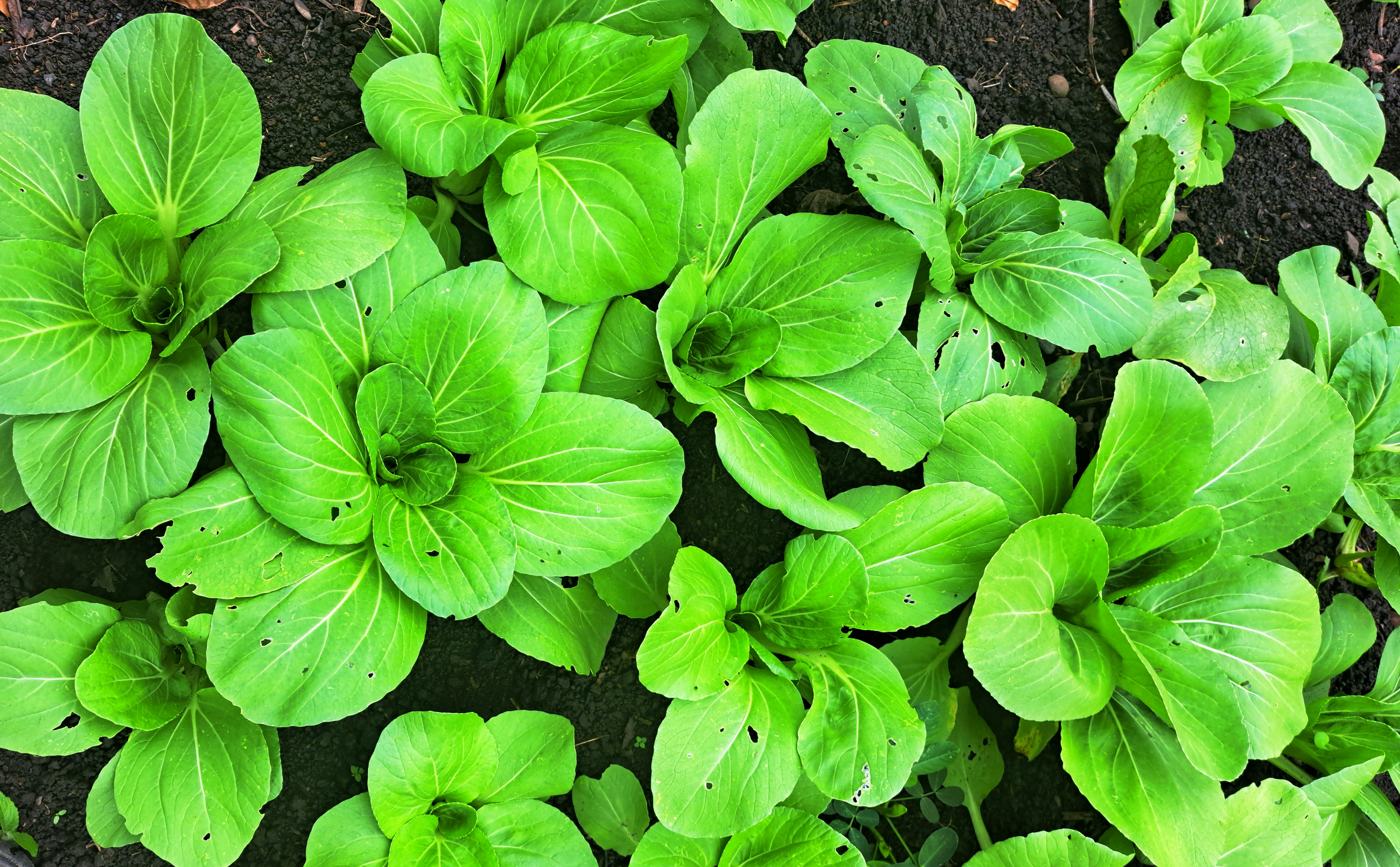 Pakchoi
