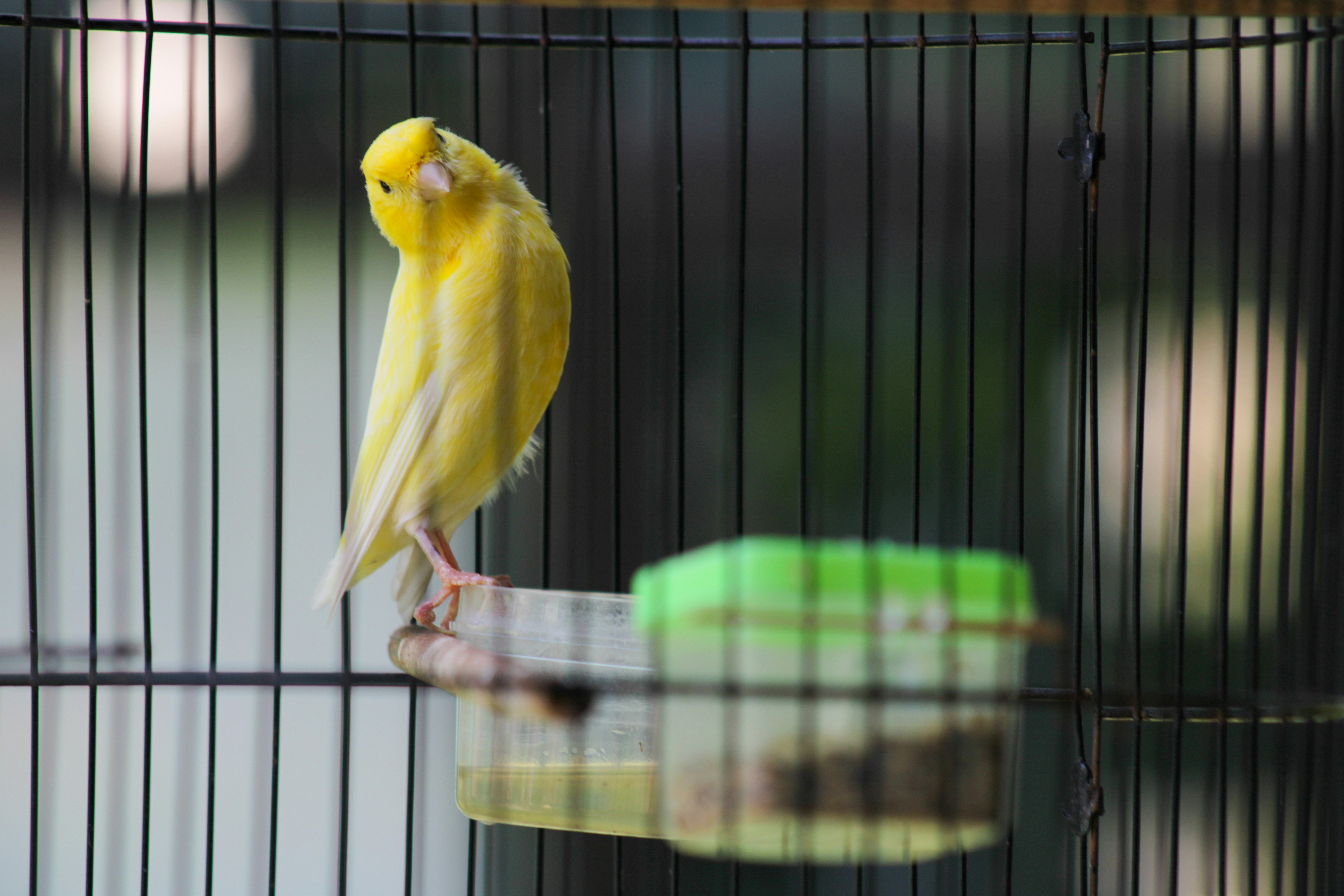 Tamaño de Jaula para Aves: Guía por Especie