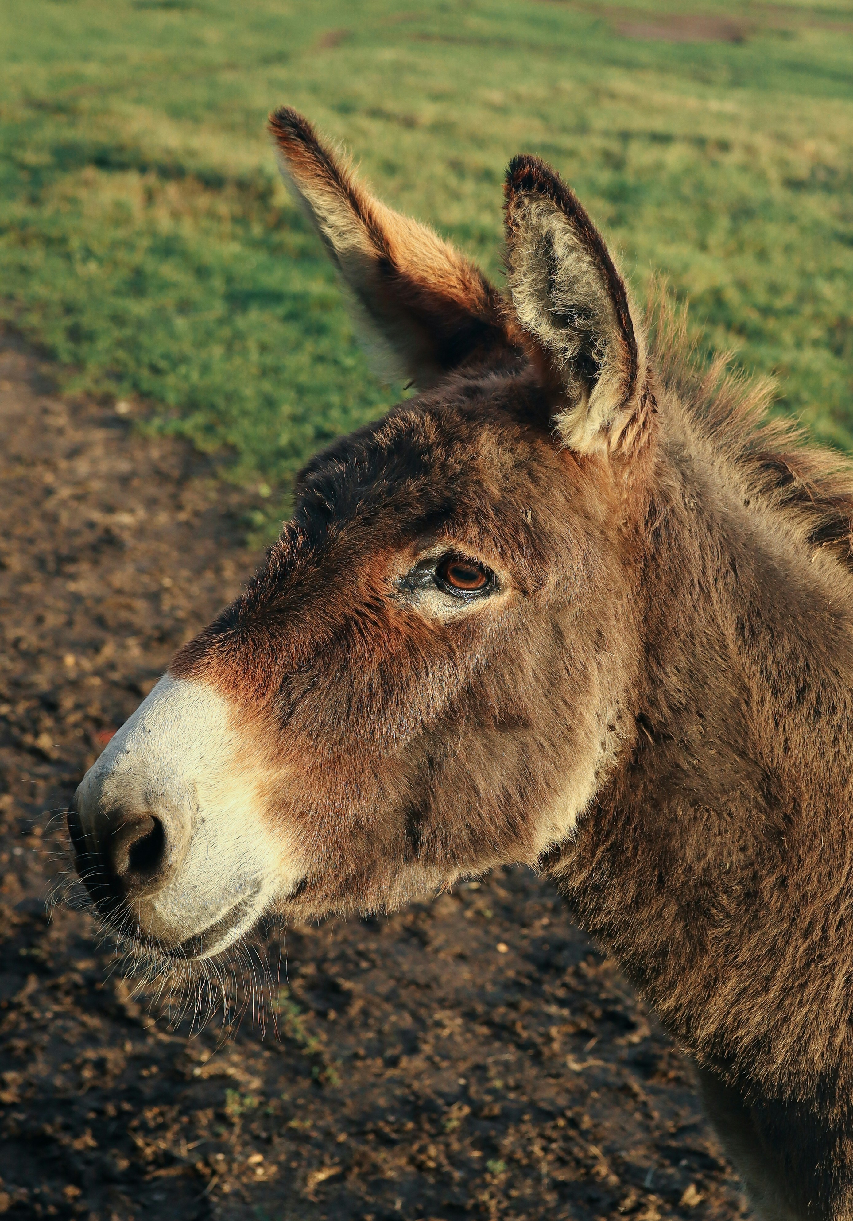 Donkeys: Gentle Giants With Loyal Hearts (image credits: unsplash)