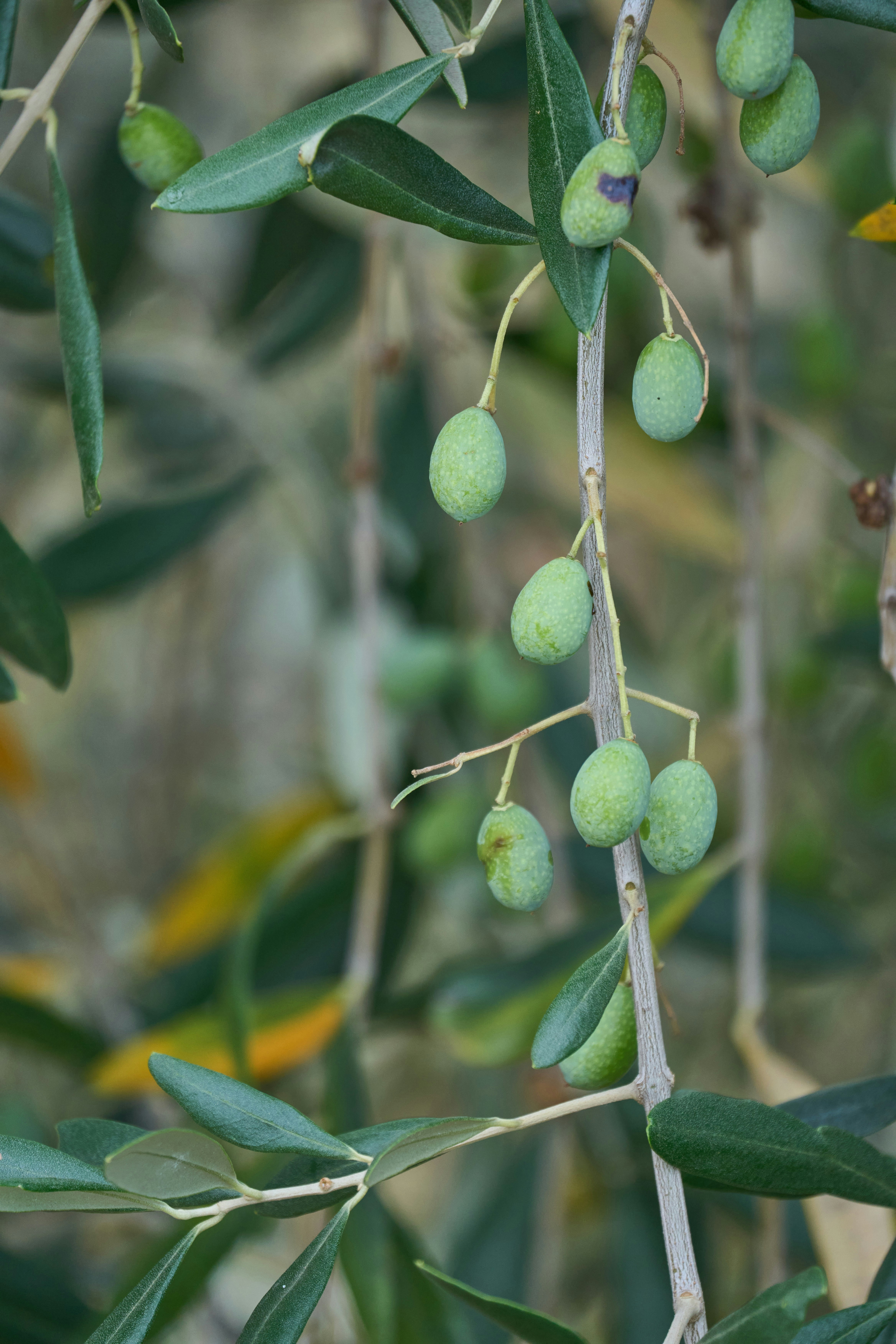 Photo by wolfgang_hasselmann