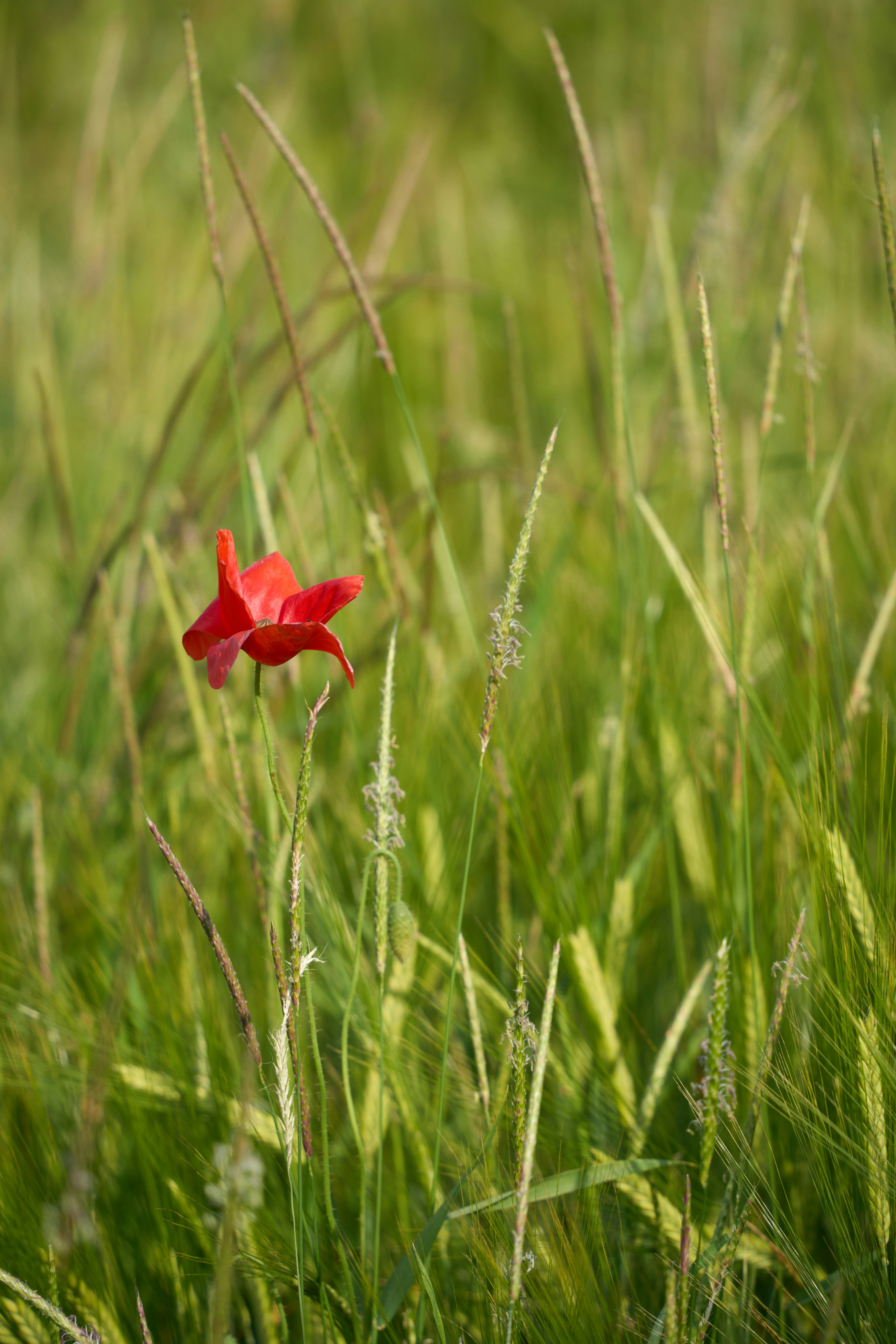 Photo by wolfgang_hasselmann