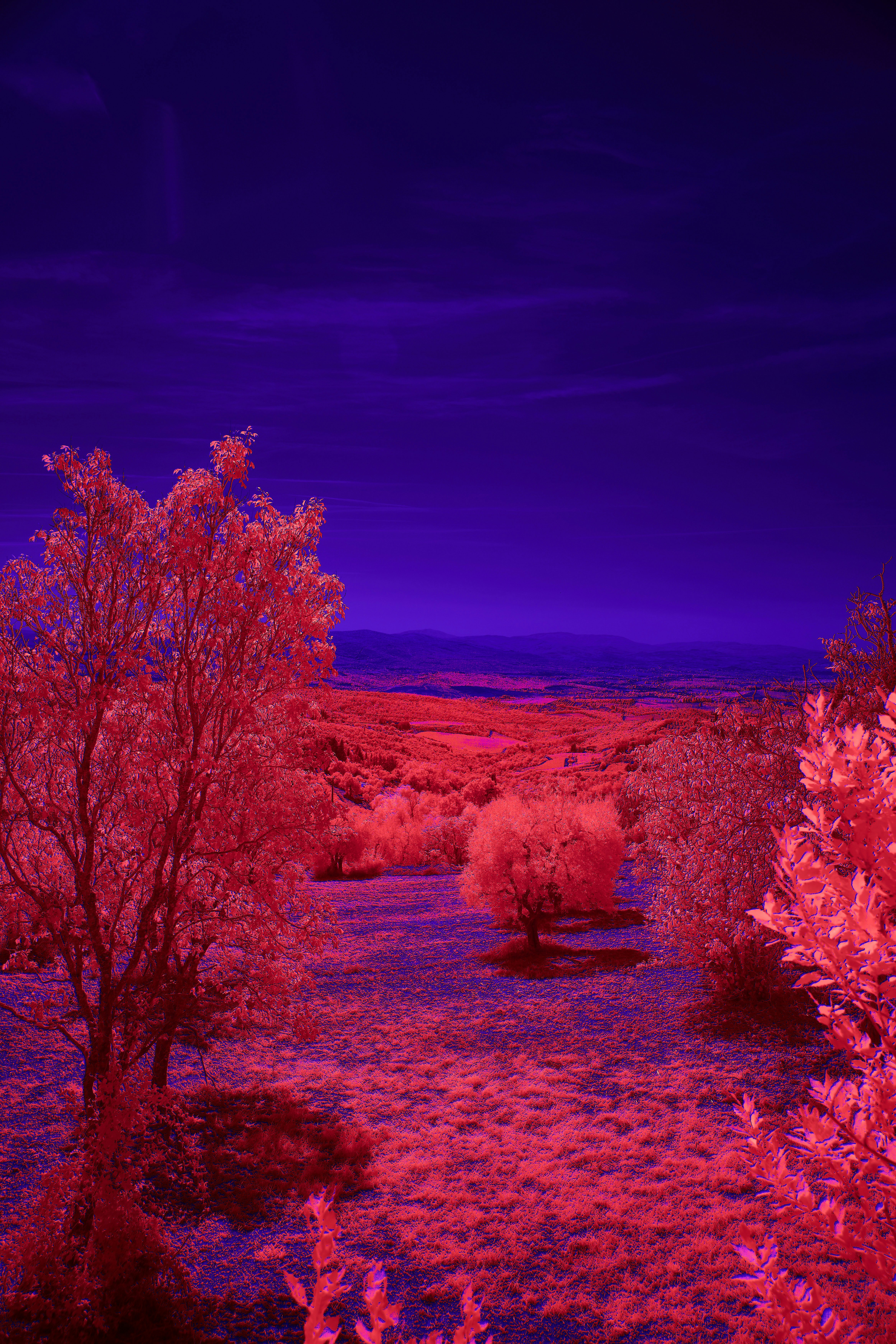 Photo by wolfgang_hasselmann