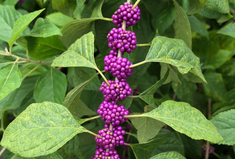 Chasteberry (Vitex) (Vitex agnus-castus)