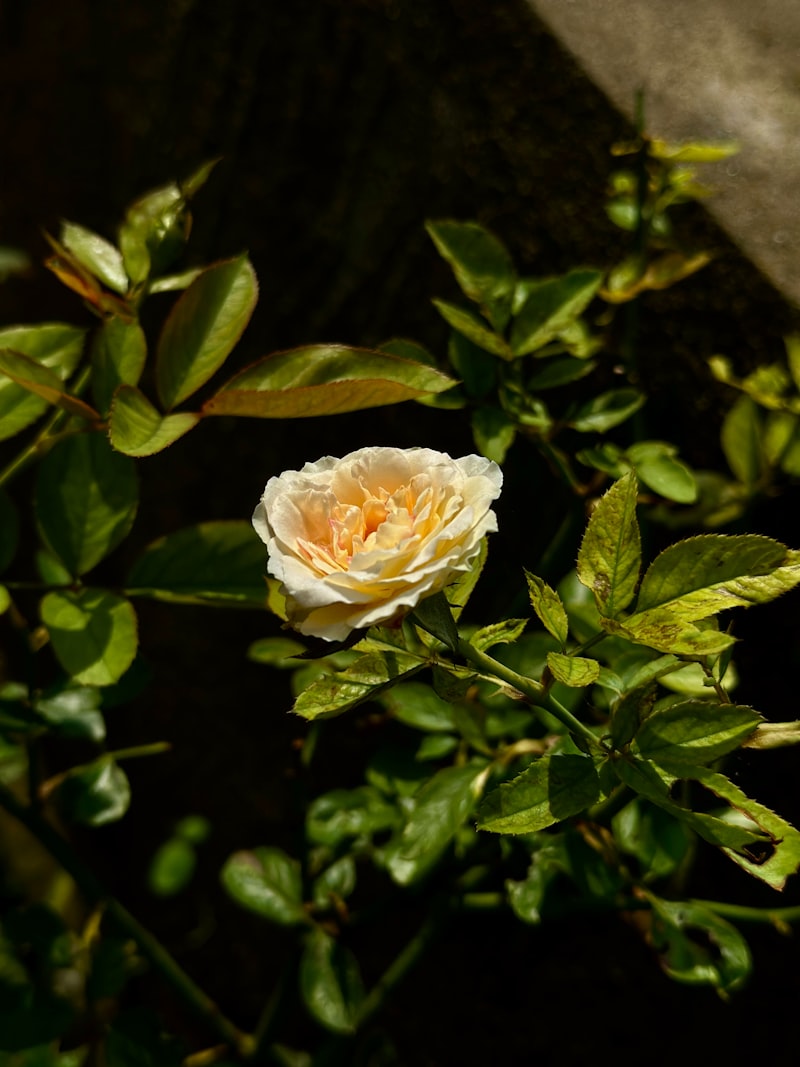 Garden Romance — hero image