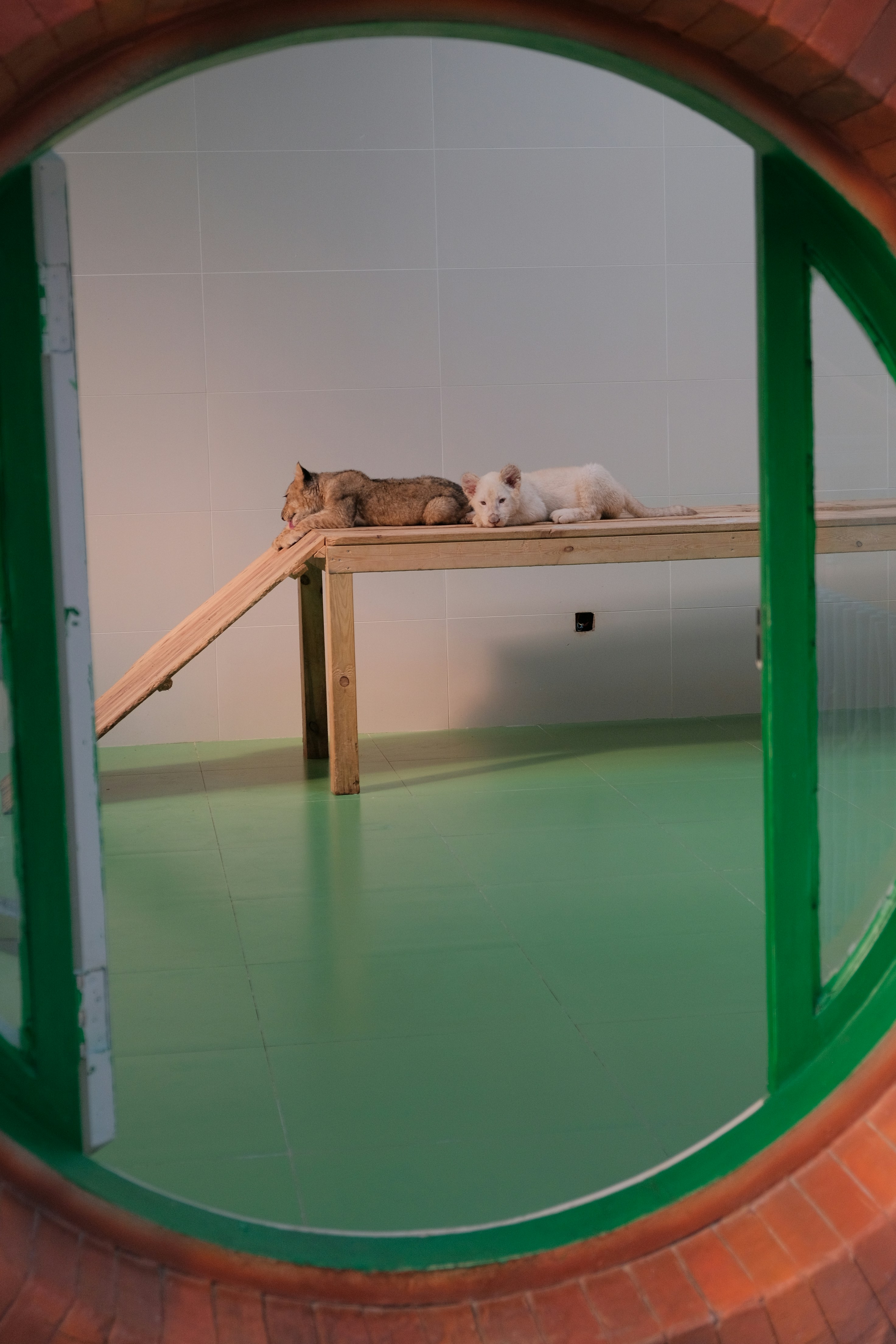 9 Cat Wall Bridges Ways to Reduce Boredom Indoors
