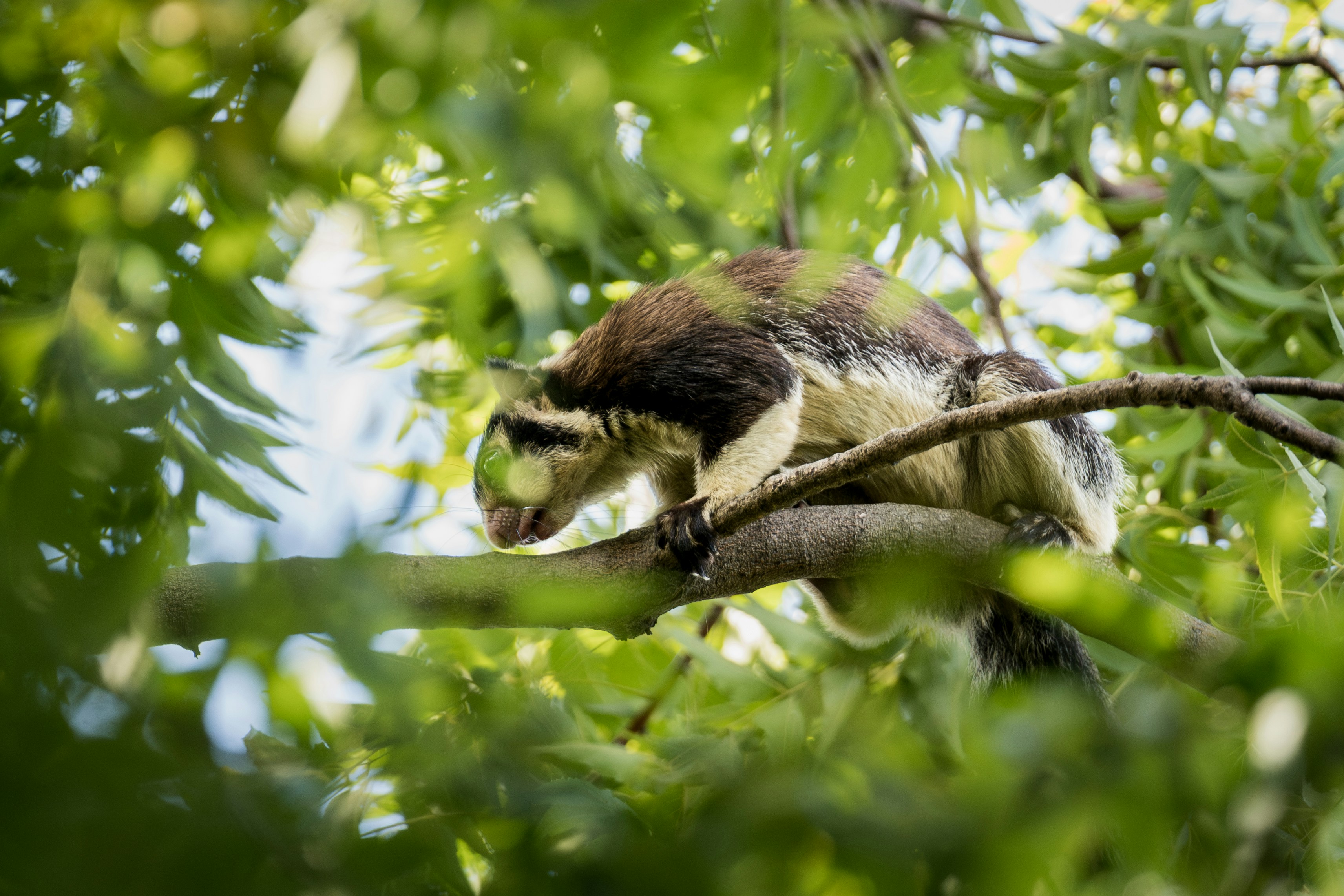 A monkey sitting on a tree branch in a tree