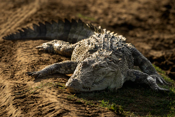 A large alligator laying on top of a dirt field