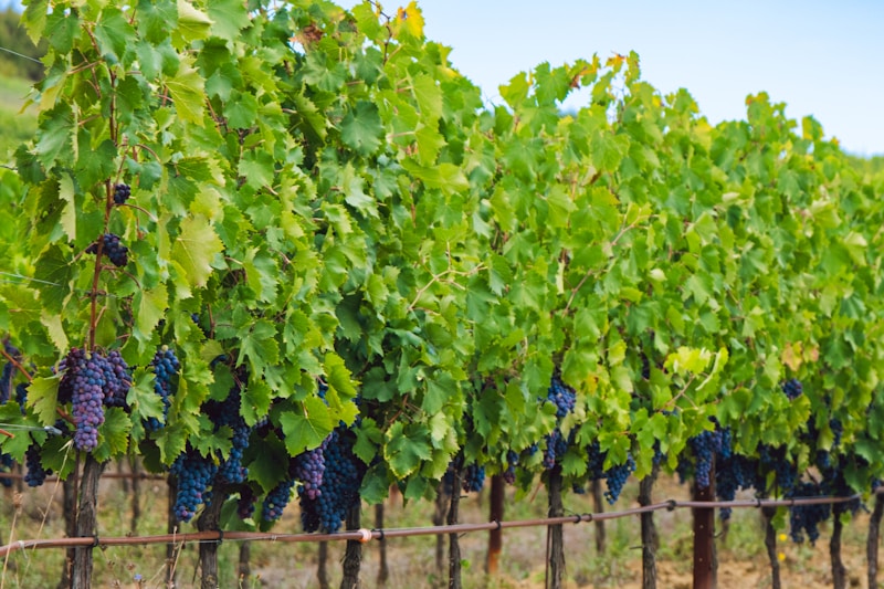 Varietals