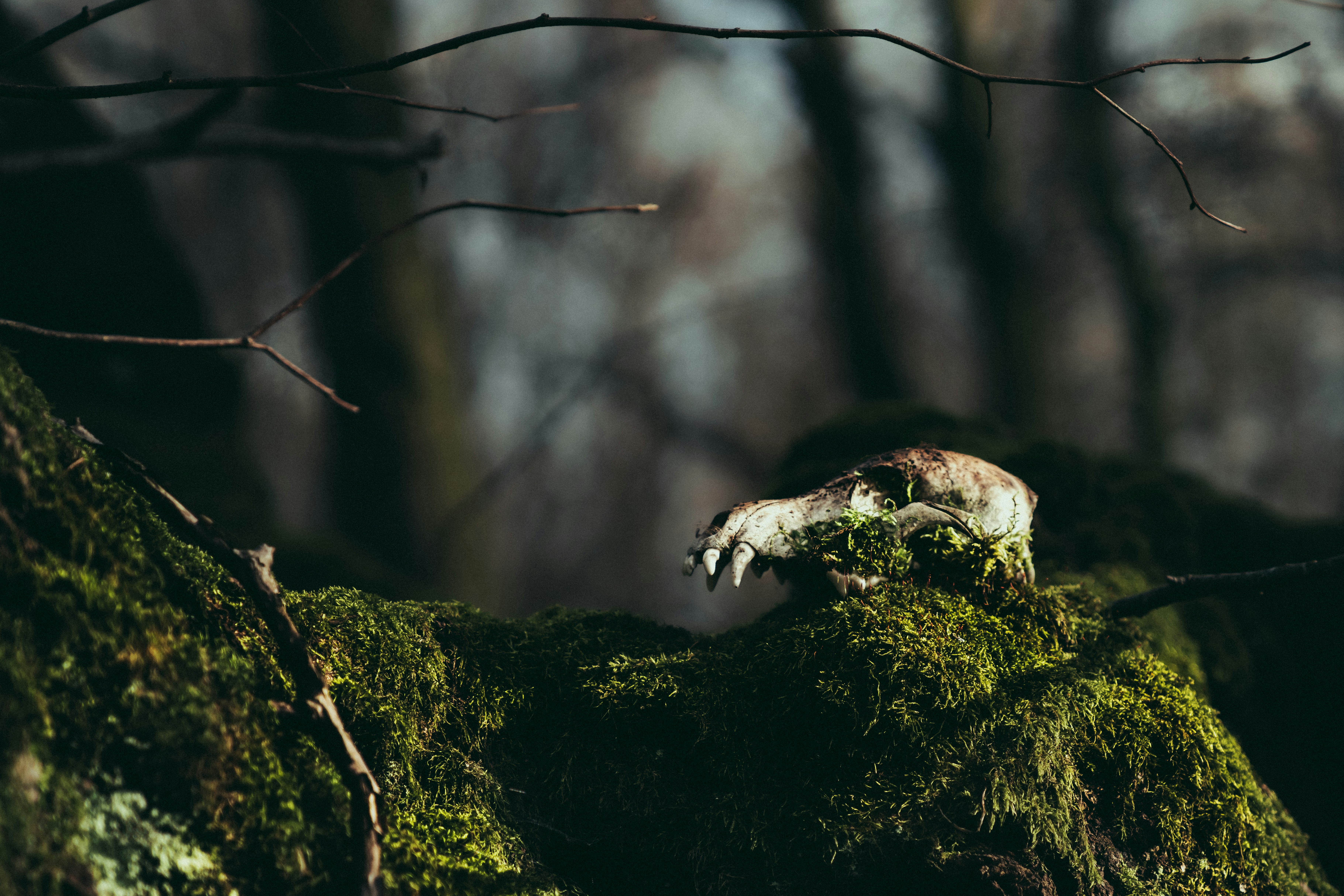 Photo by mineral_of_demon