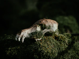 A close up of a small animal on a mossy surface